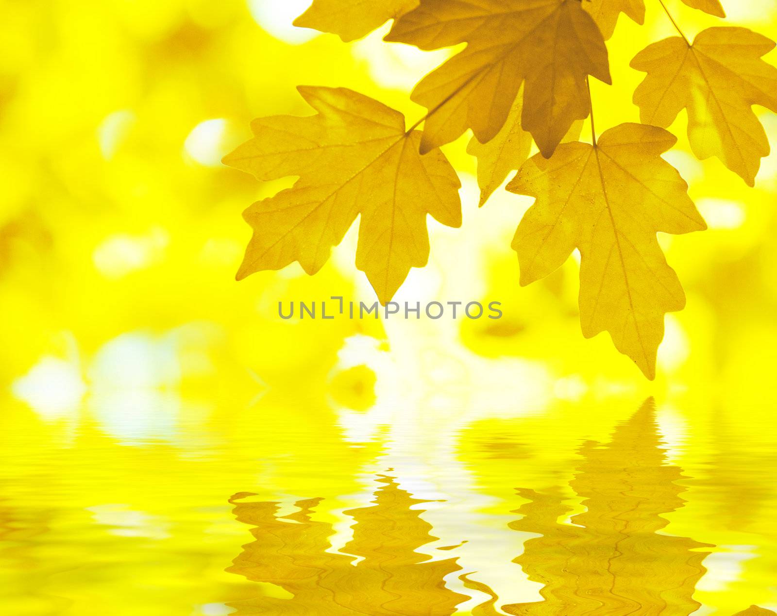 Autumn Background by Pakhnyushchyy