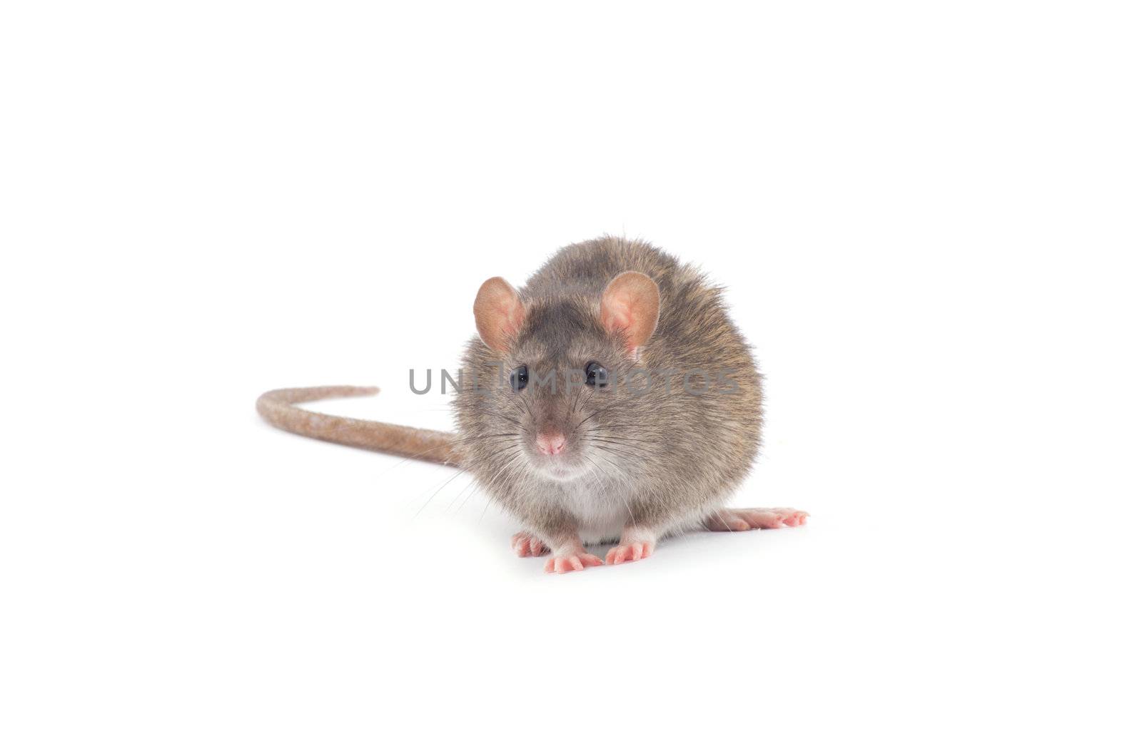 rat isolated on white background