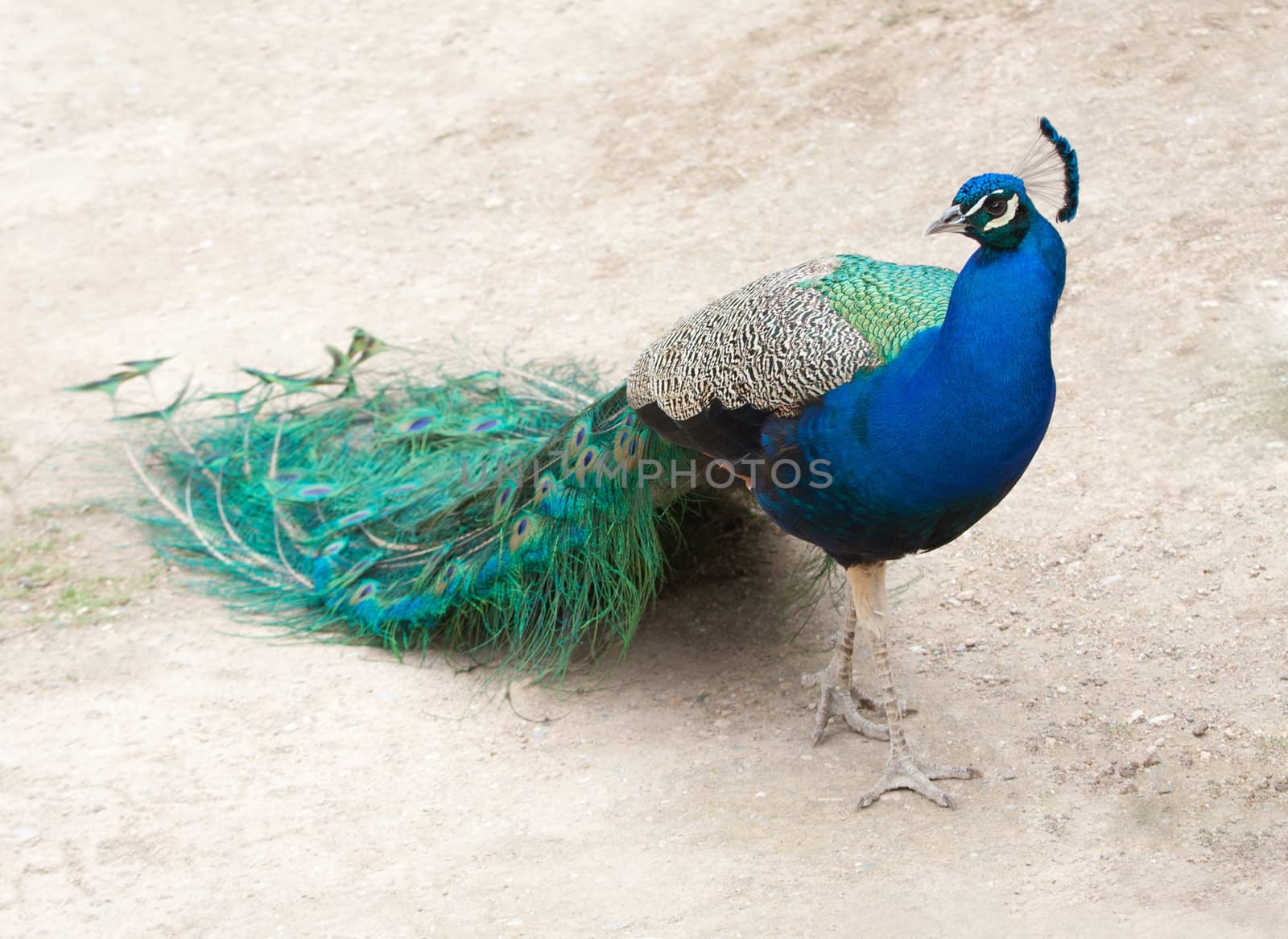 Colourful peacock walking with its tail closed and in profile.