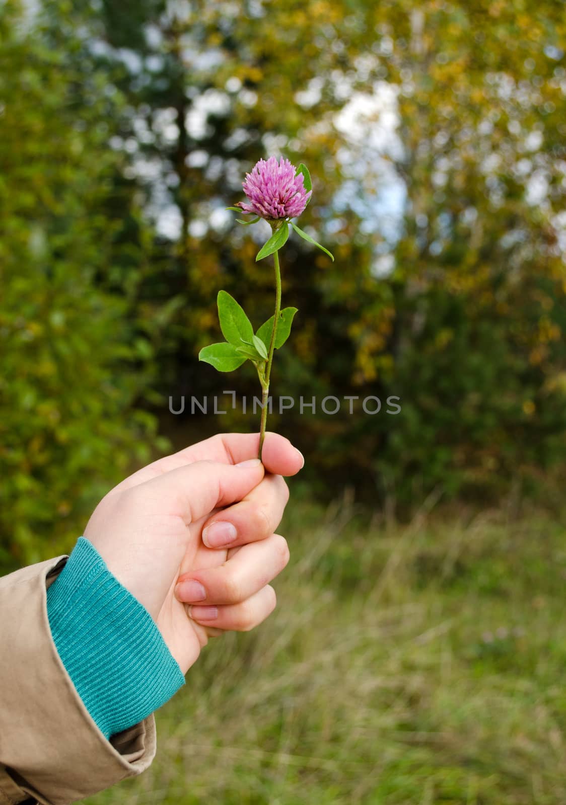 woman hand hold violet clover flower plant with green leaves.