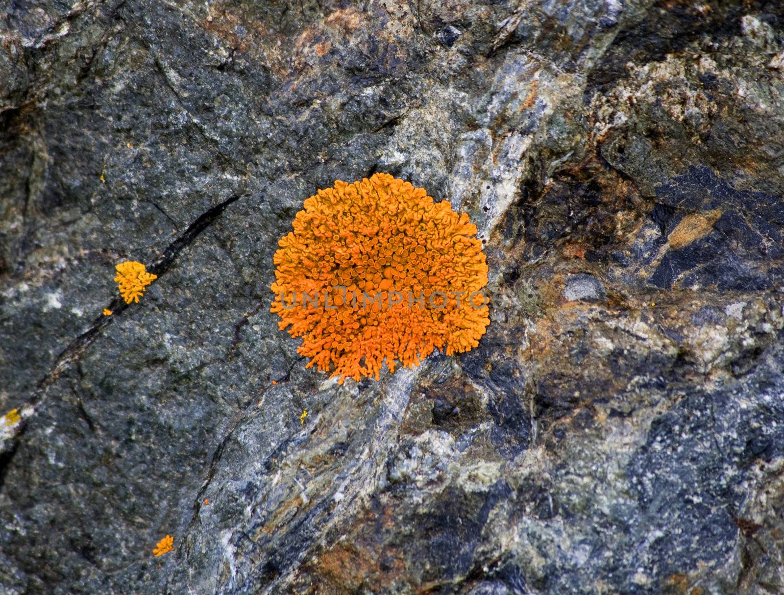 Bright Orange Lichen on Rocks Seward Highway Anchorage Alaska by bill_perry
