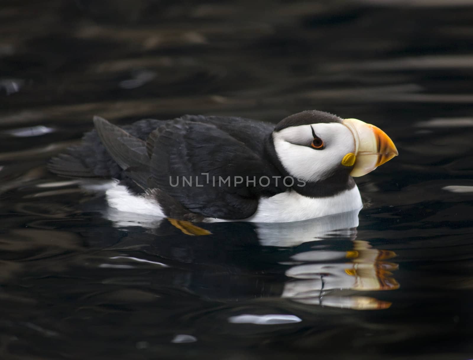 Horned Puffin Reflection Alaska by bill_perry