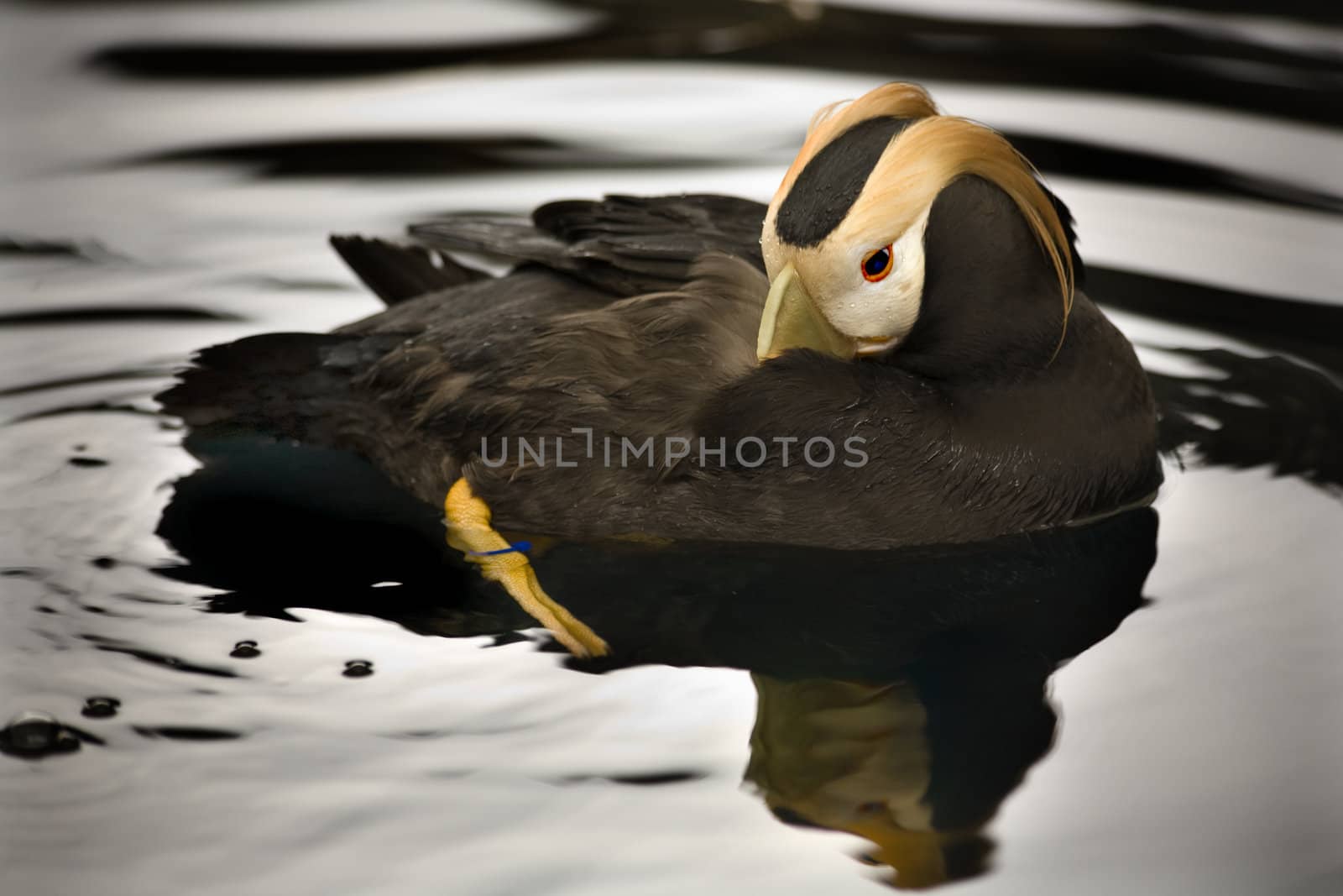 Tufted Puffin Swimming Alaska by bill_perry