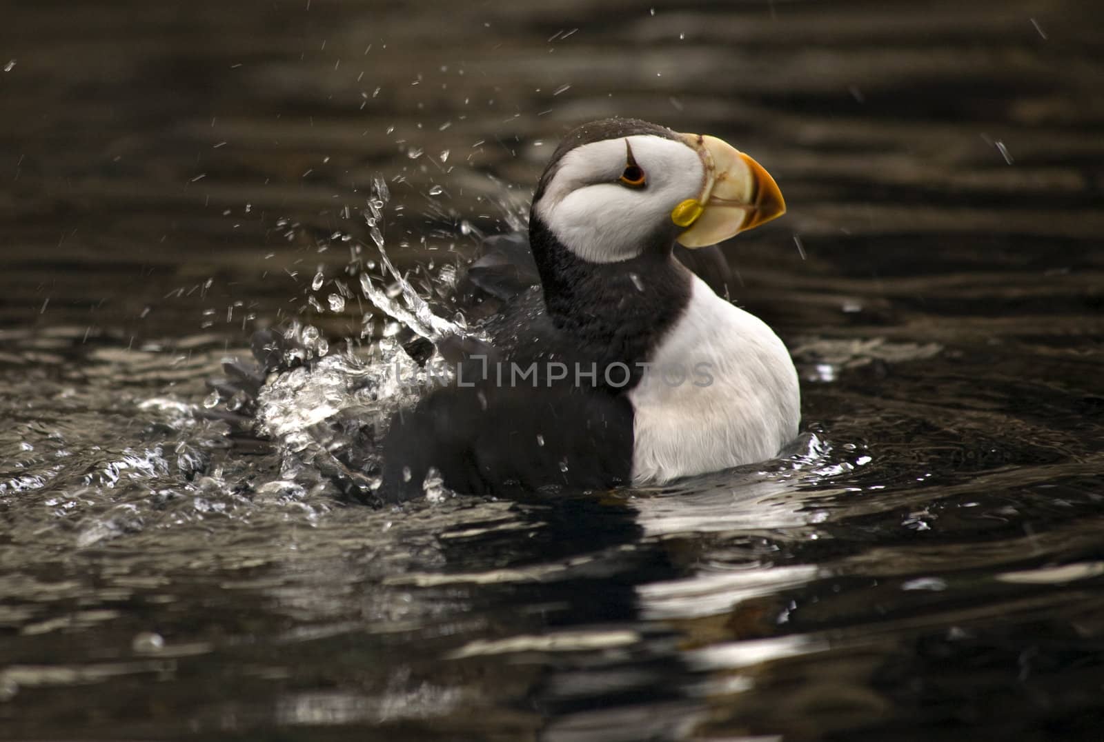 Horned Puffin Spashing with Reflections Alaska by bill_perry