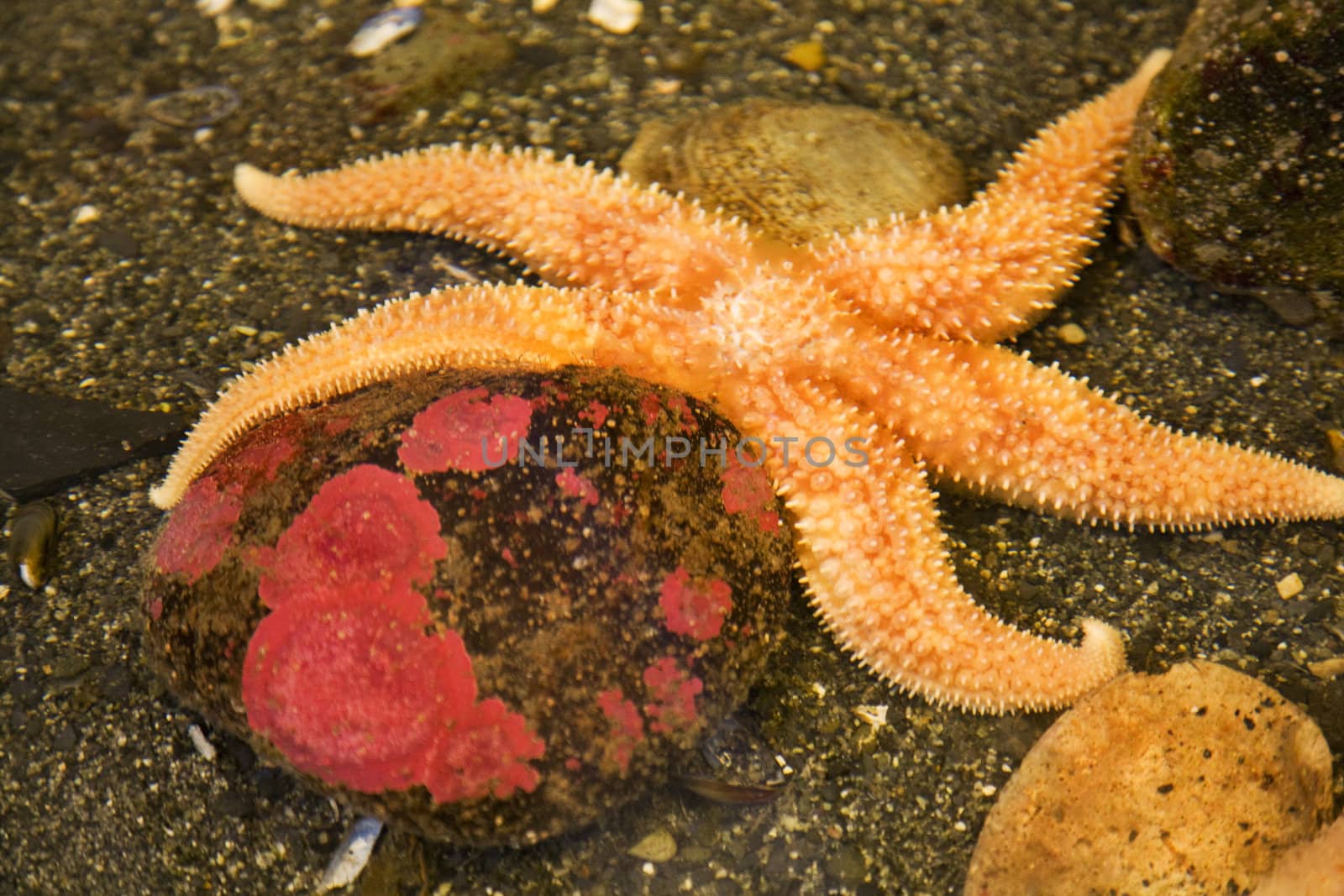 Bright Orange Pacific Starfish, Henricia leviuscula, echinoderm, Alaska

