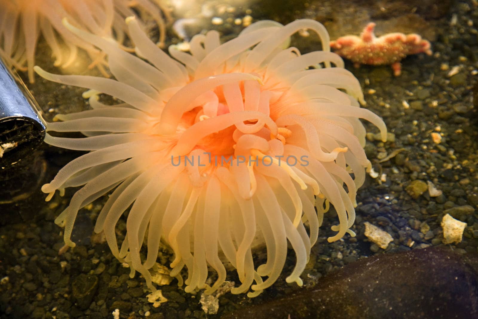 Orange Sea anemone, actiniaria, Alaska, pink, tentacles

