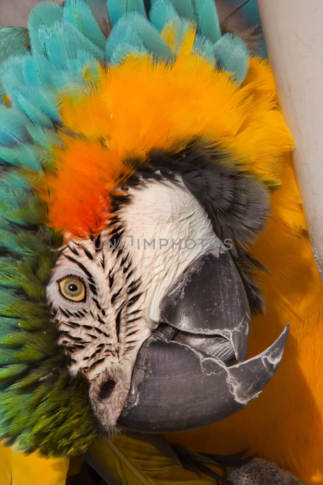 Blue Gold Macaw Curled Up by bill_perry