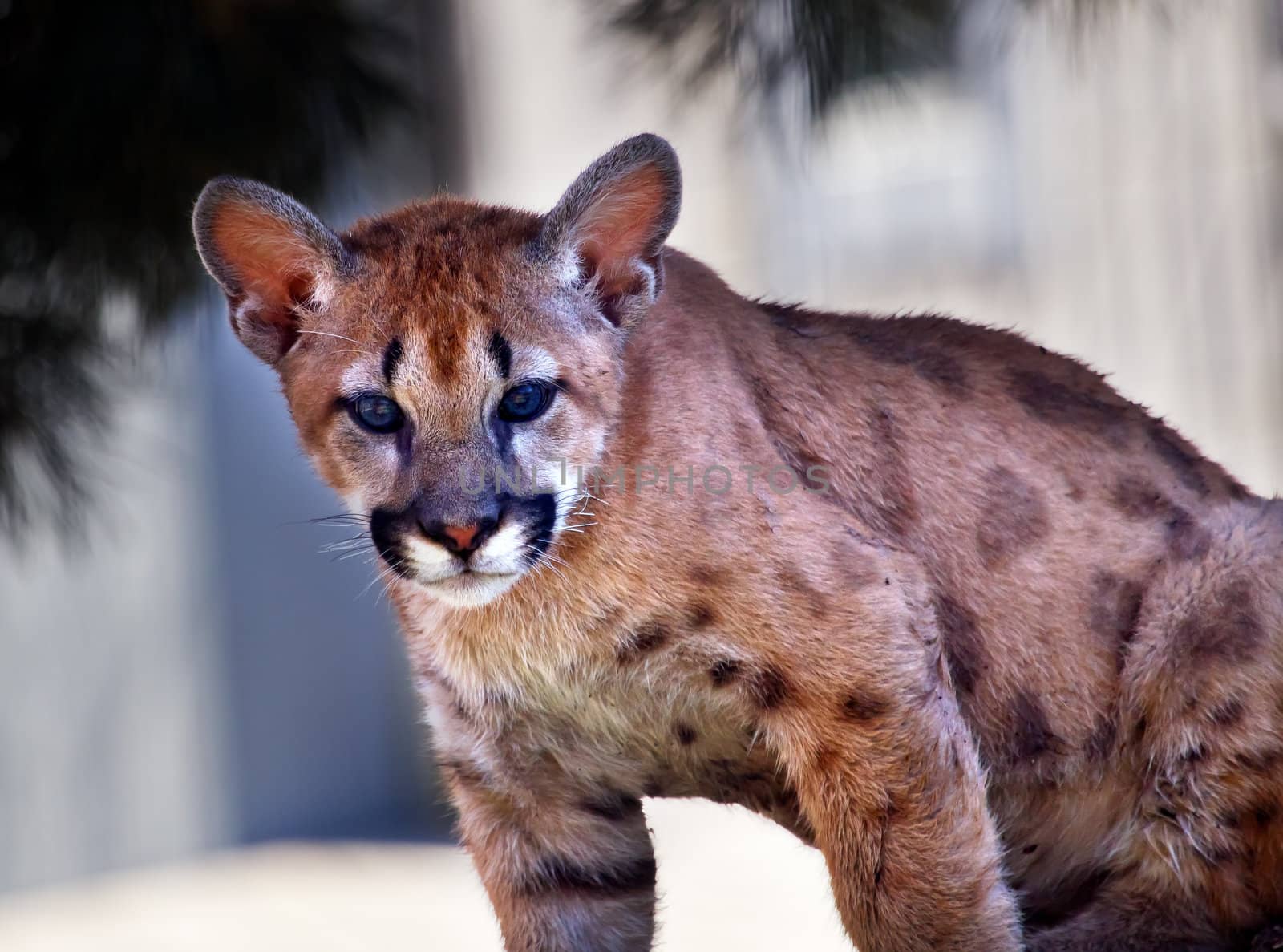 Young Mountain Lion Cougar Kitten Puma Concolor by bill_perry