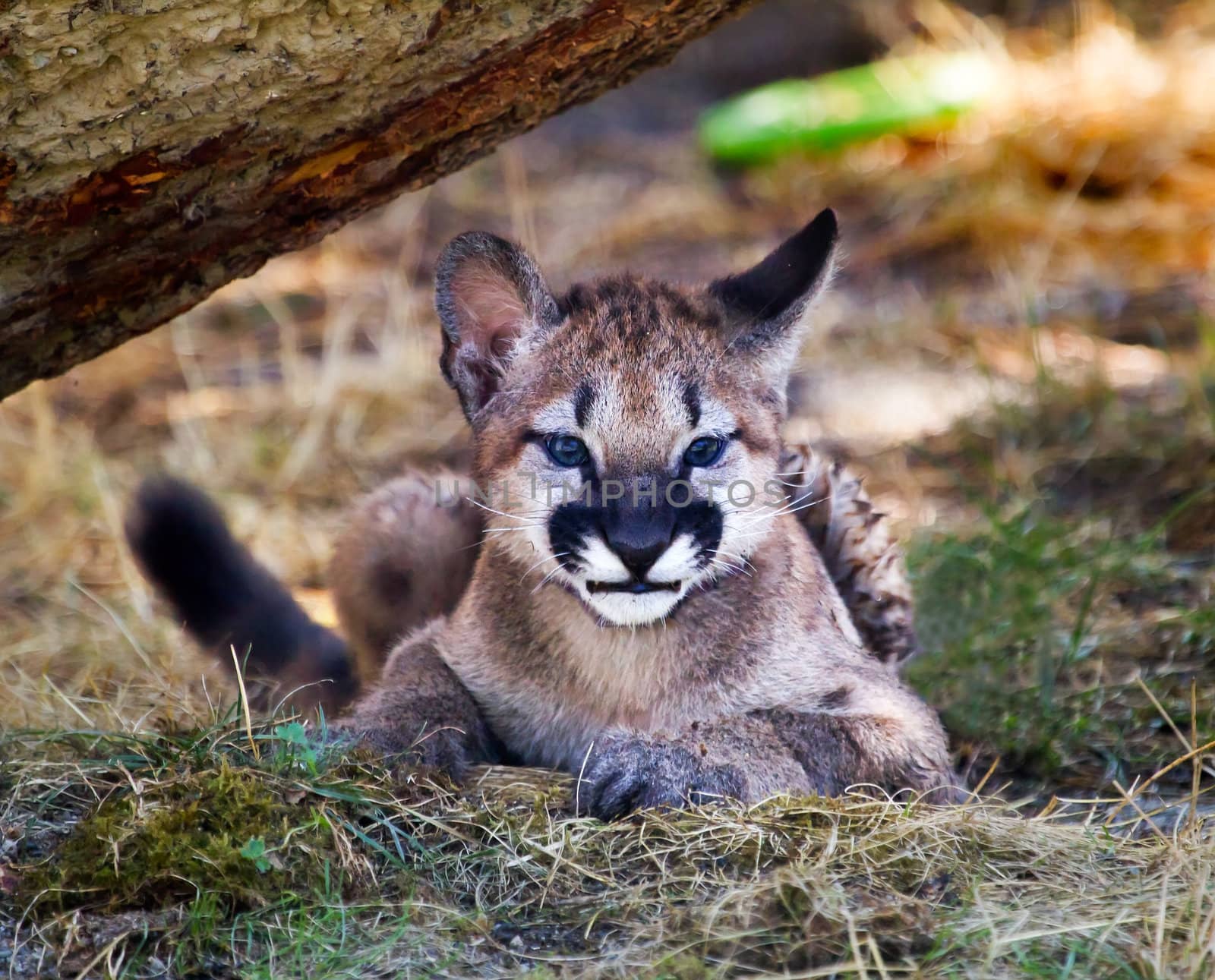 Young Mountain Lion Cougar Kitten Hiding Puma Concolor by bill_perry