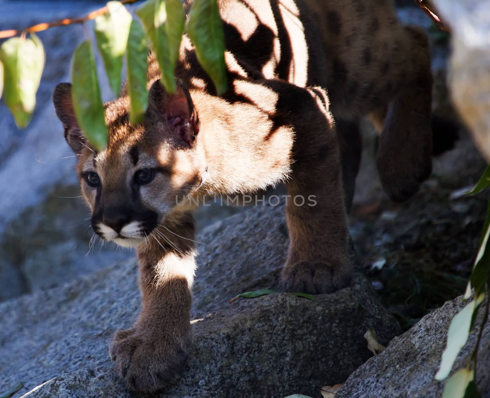 Young Mountain Lion Cougar Kitten Puma Concolor by bill_perry