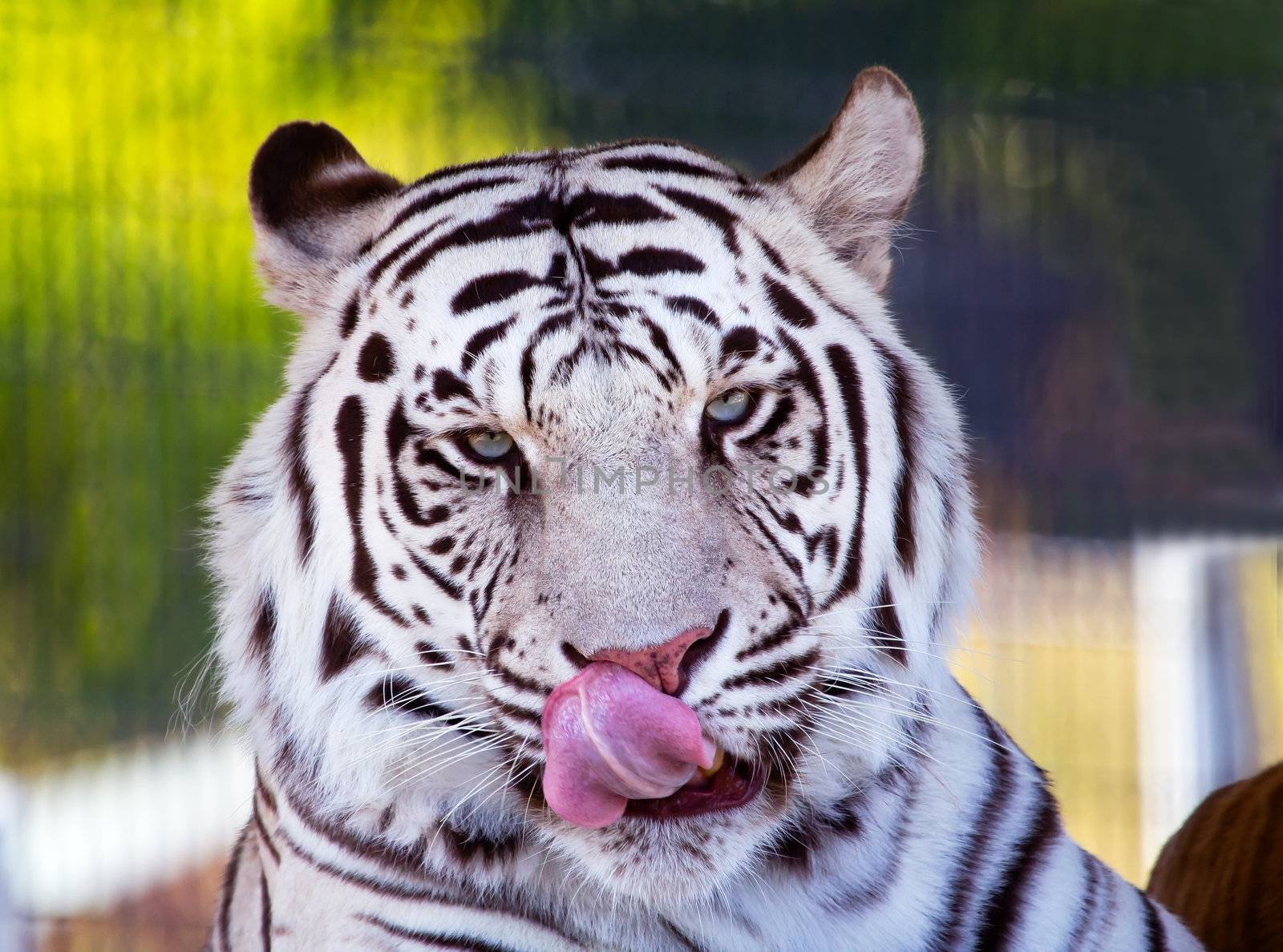 Royal White Bengal Tiger Licking Nose with Tongue by bill_perry