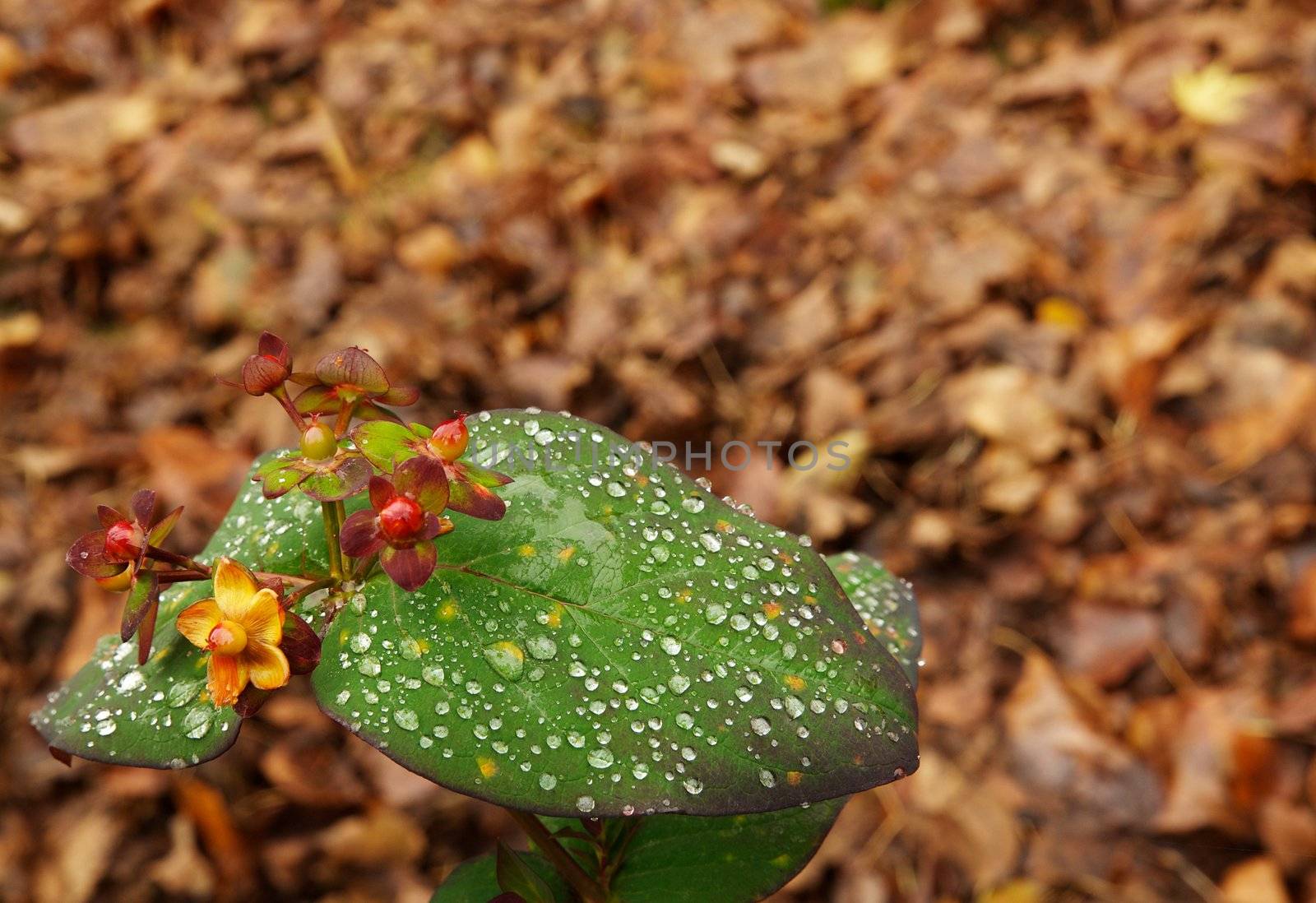 Baby winter rose bud and leaf covered in morning dew