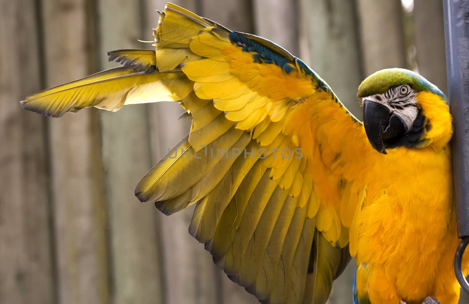 Blue and Gold Macaw Stretching Yellow Wing.  The feathers have been clipped to prevent the macaw from flying away.

Resubmit--In response to comments from reviewer have further processed image to reduce noise and sharpen focus.