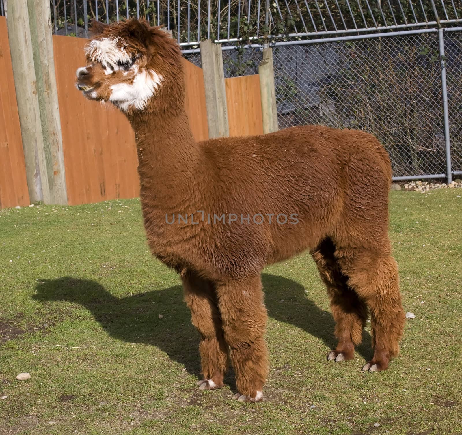 Brown White Calico Alpaca Llama Standing Up

Resubmit--In response to comments from reviewer have further processed image to reduce noise and sharpen focus.