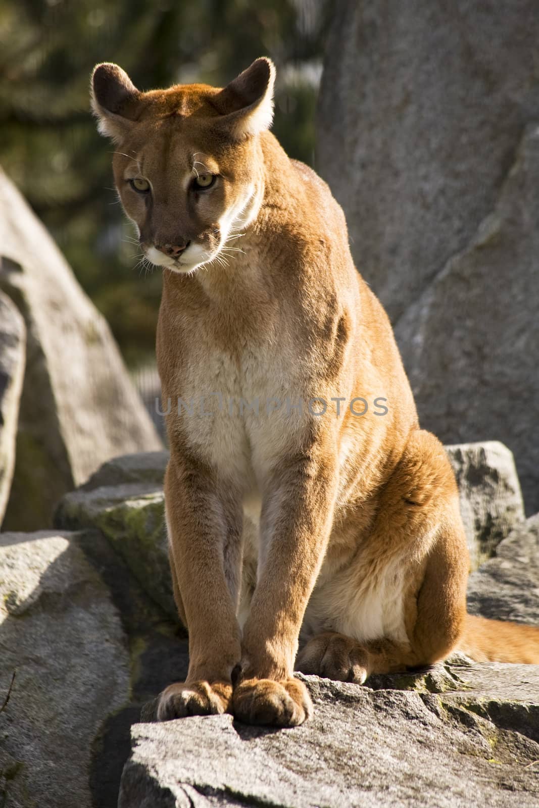 Mountain Lion Cougar Looking for Prey.  The Mountain Lion is a hunter and is always looking for movement to go after.

Resubmit--In response to comments from reviewer have further processed image to reduce noise and sharpen focus.