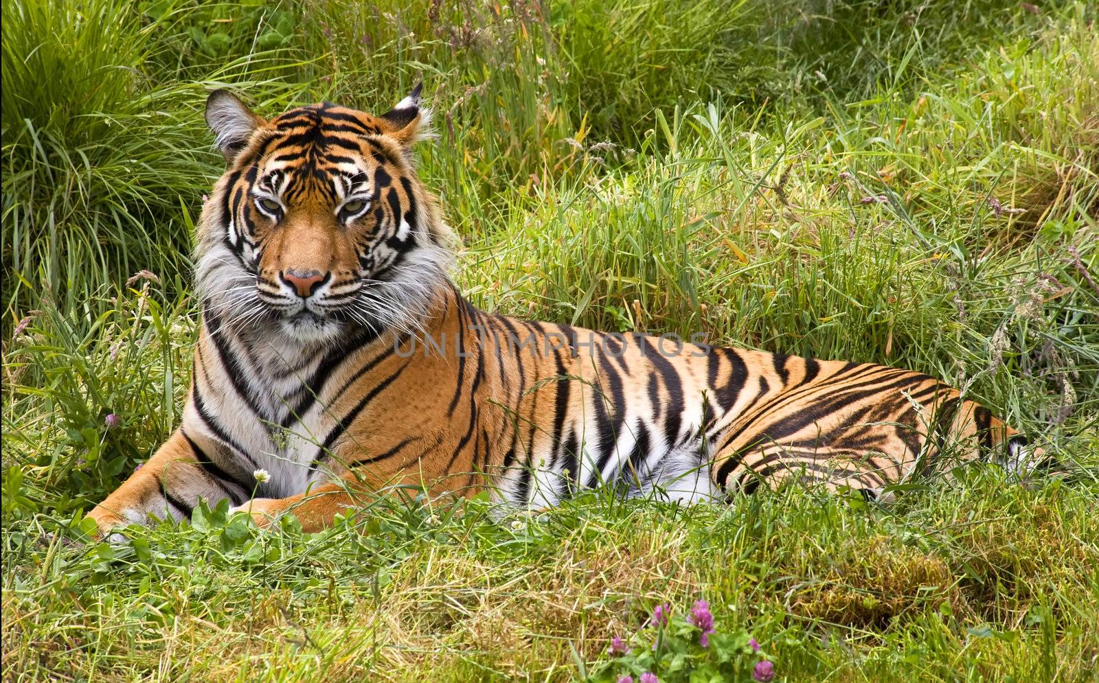 Large Striped Sumatran Tiger Relaxing in Grass by bill_perry