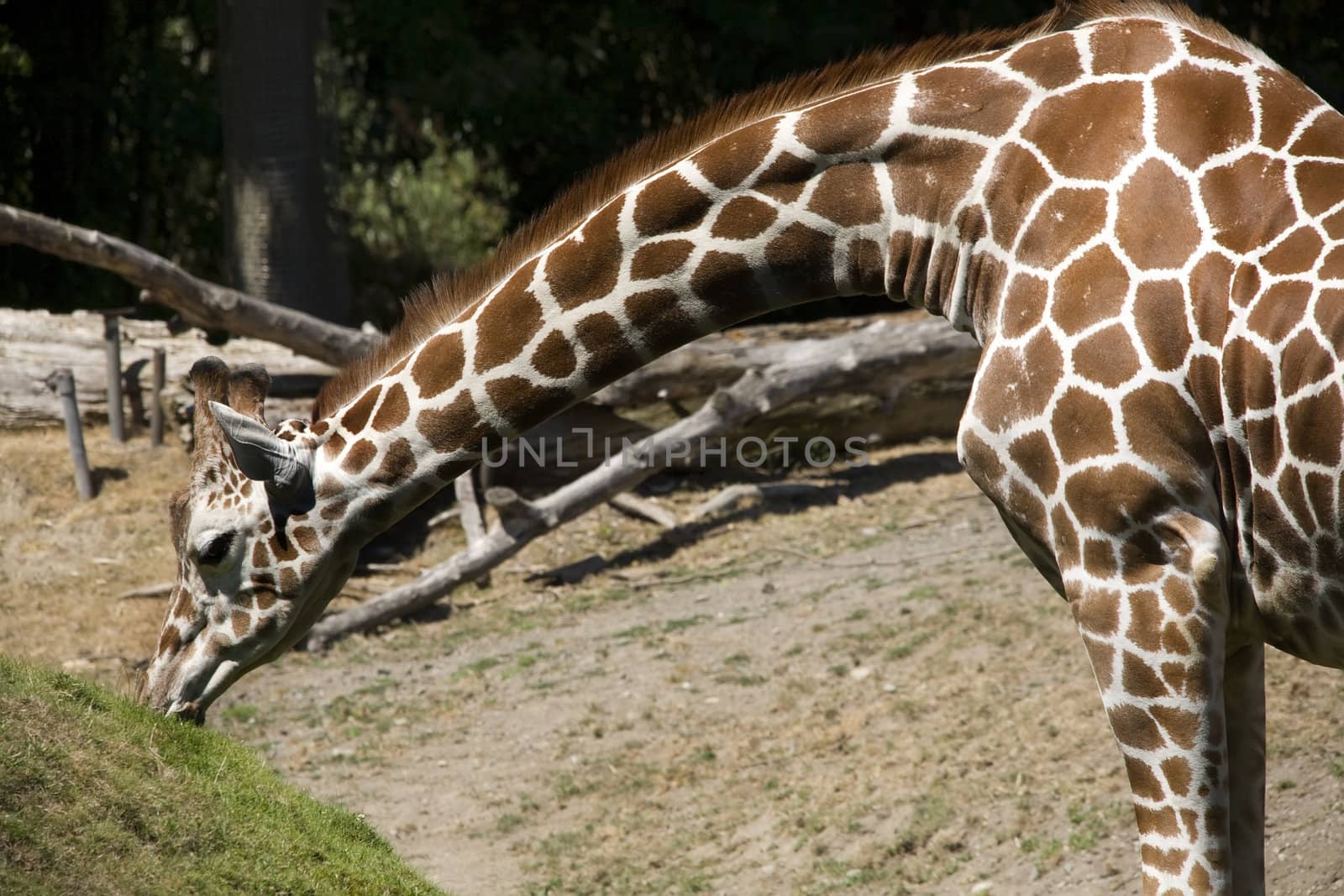 Reticulated Brown and White Giraffe Stretching Neck and Eating Grass, Giraffa Cameolpardalis

Resubmit--In response to comments from reviewer have further processed image to reduce noise, sharpen focus and adjust lighting.
