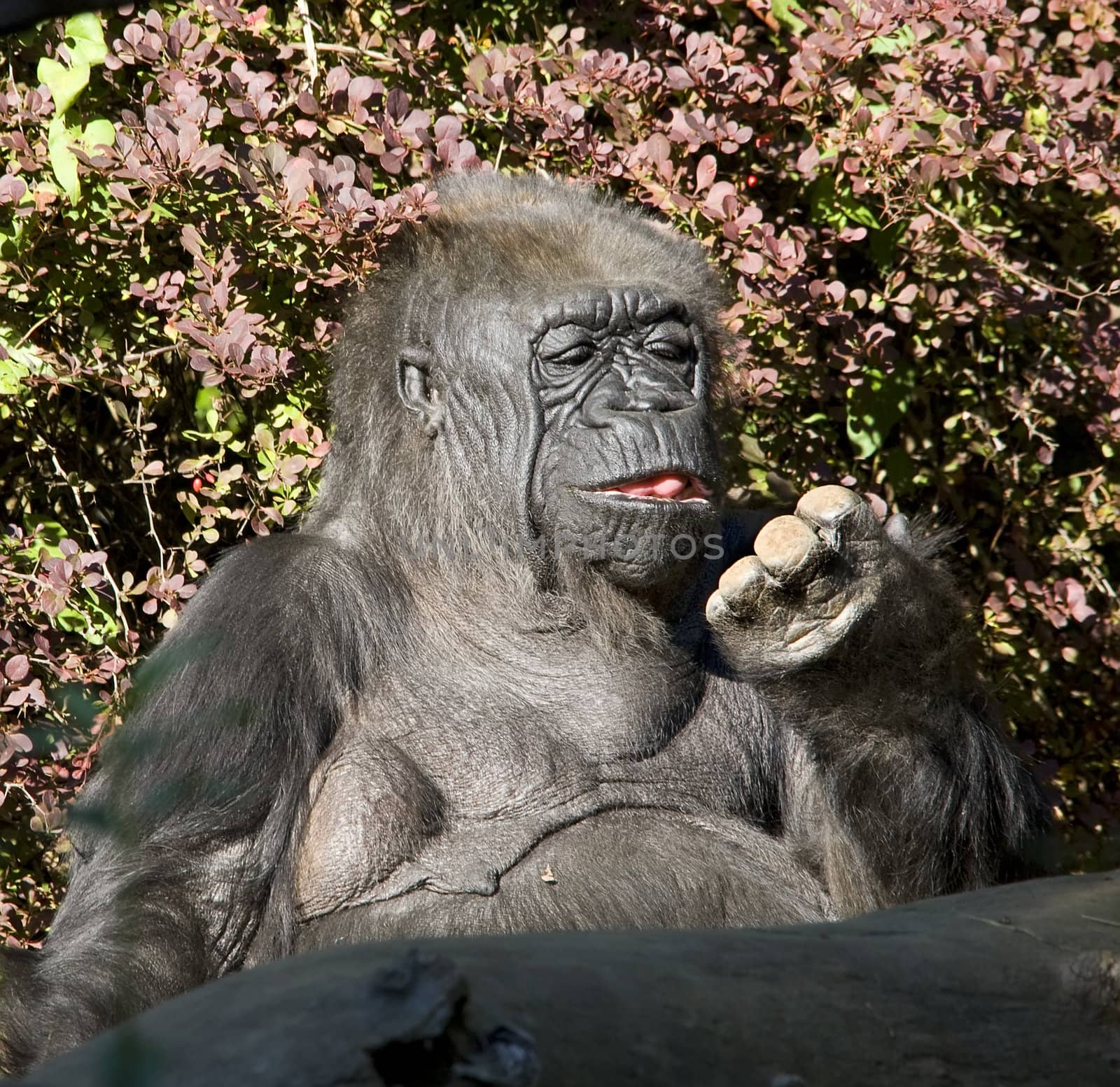 Western Lowland Gorilla Ape Looking at Fingers

Resubmit--In response to comments from reviewer have further processed image to reduce noise, sharpen focus and adjust lighting.