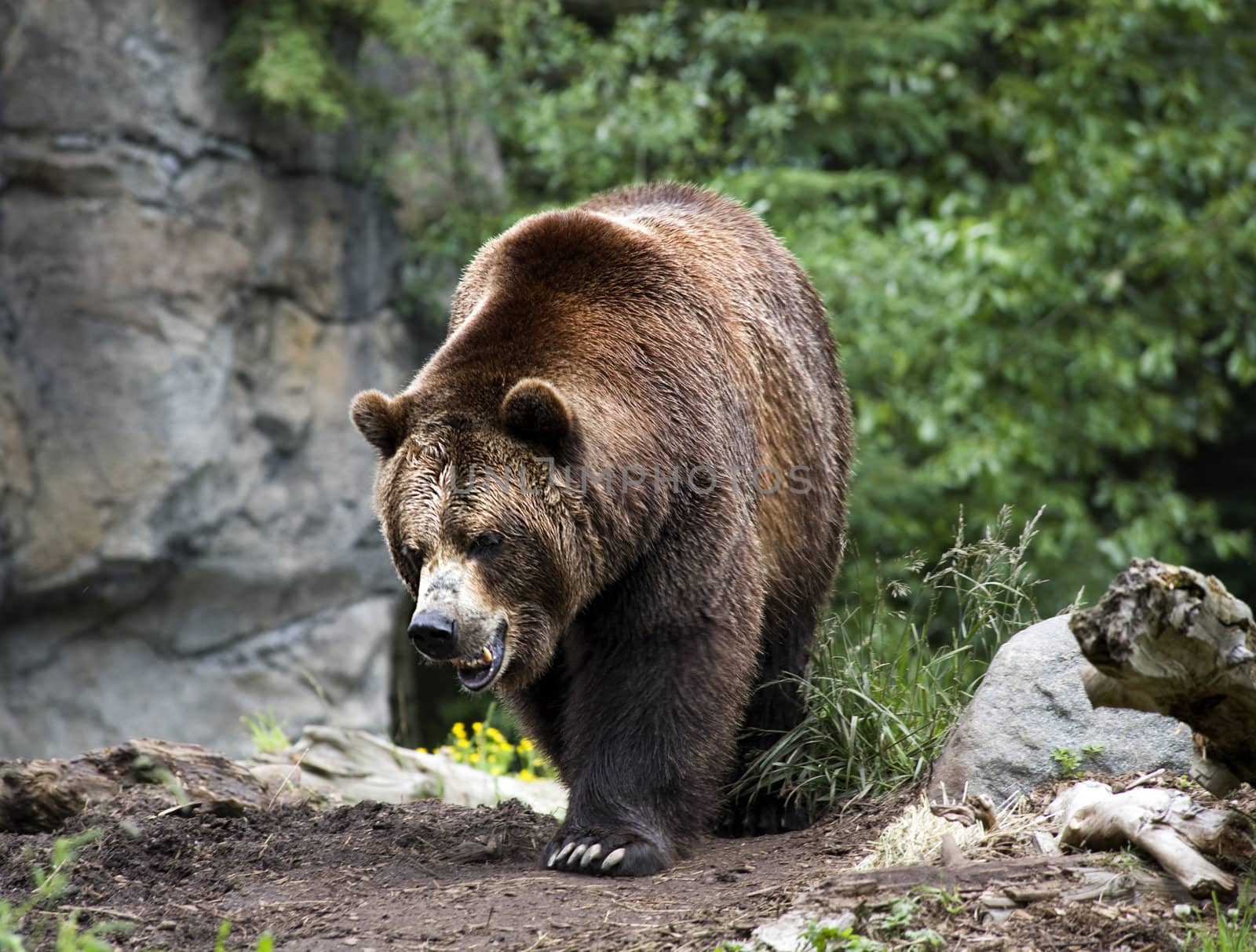 Kodiak Brown Bear Walking on Trail Ursus Arctos 


