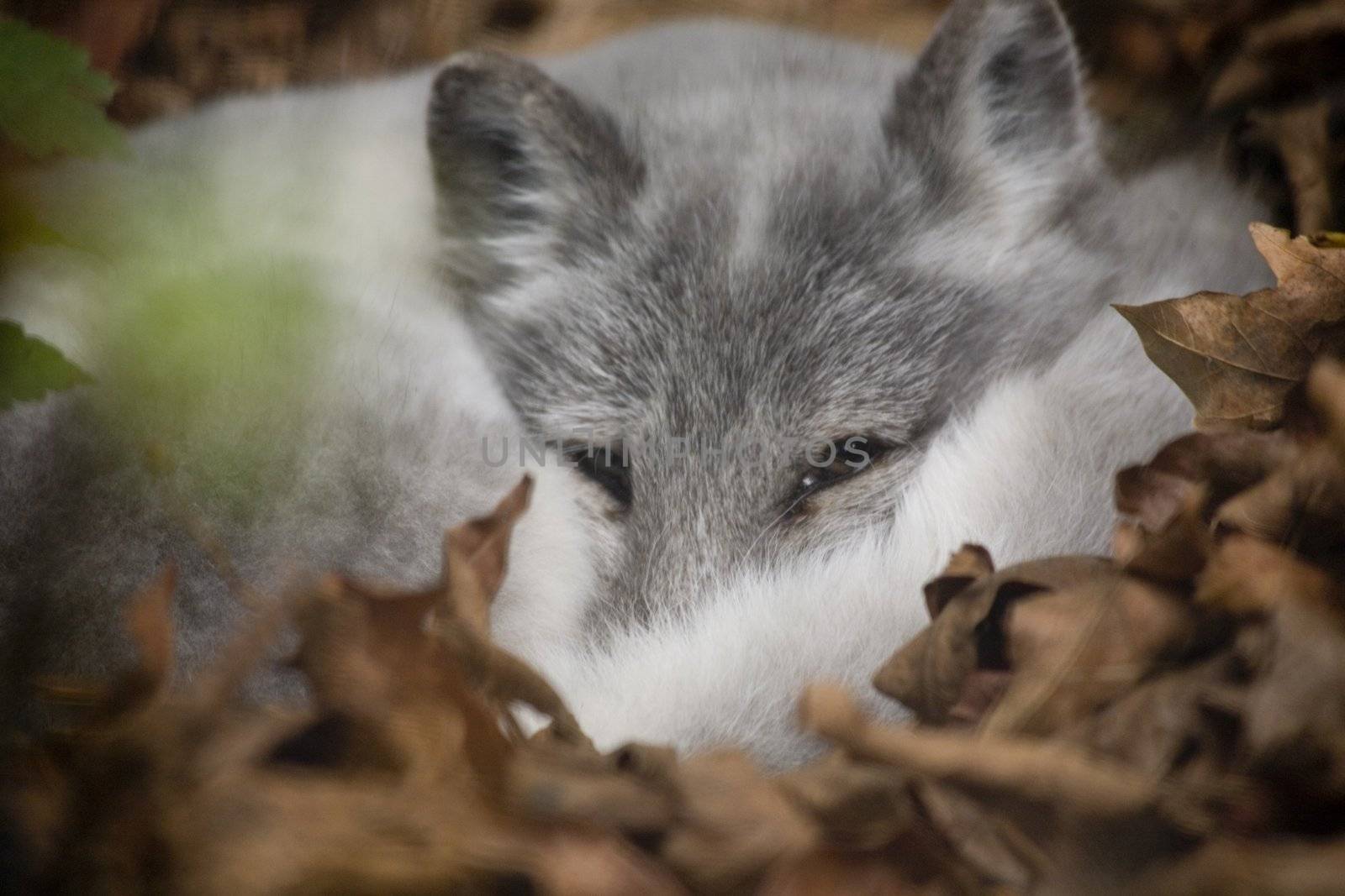 Artic Fox Peeking Out at Visitors by bill_perry