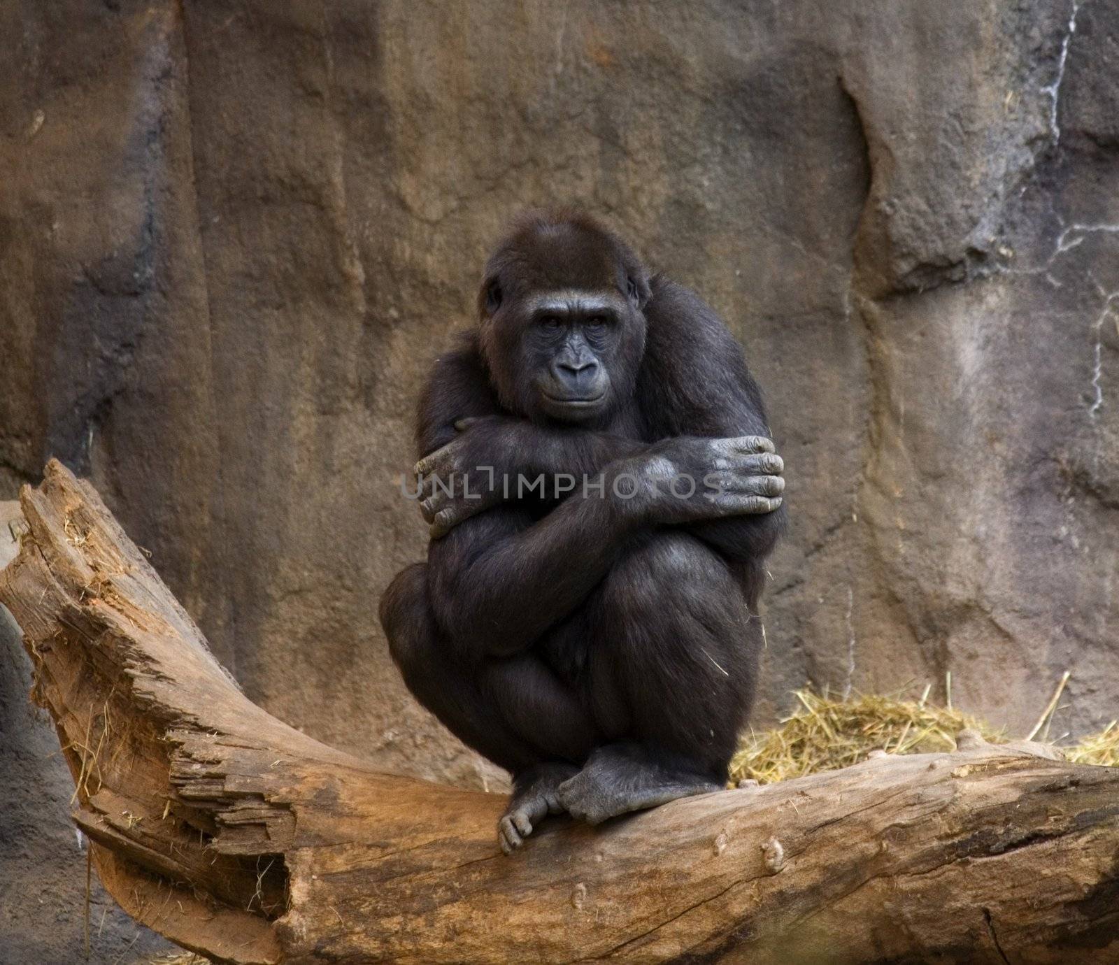  Gorilla, Ape, thinking and looking out at the crowd