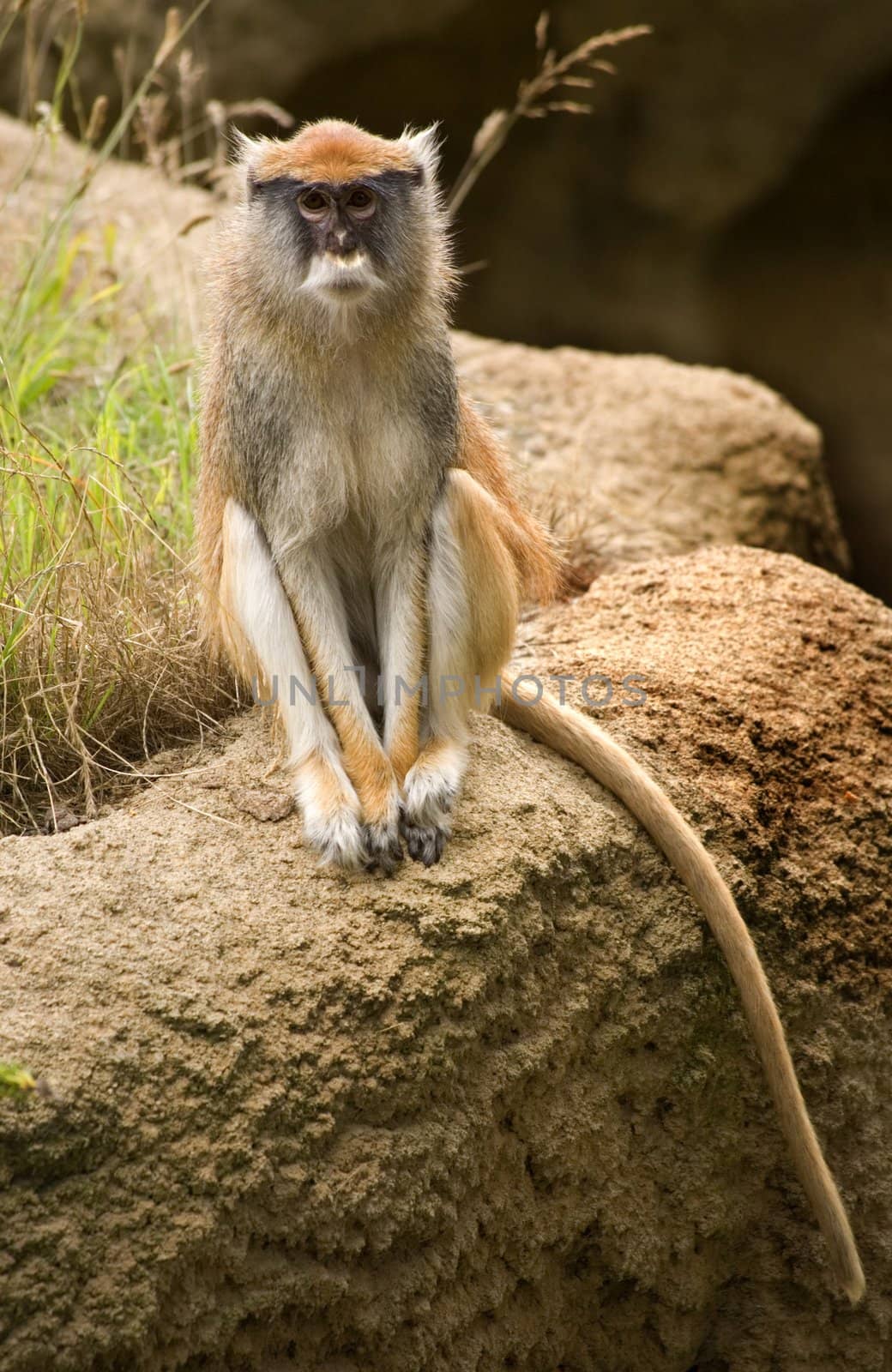 Patas Monkey Looking At You by bill_perry