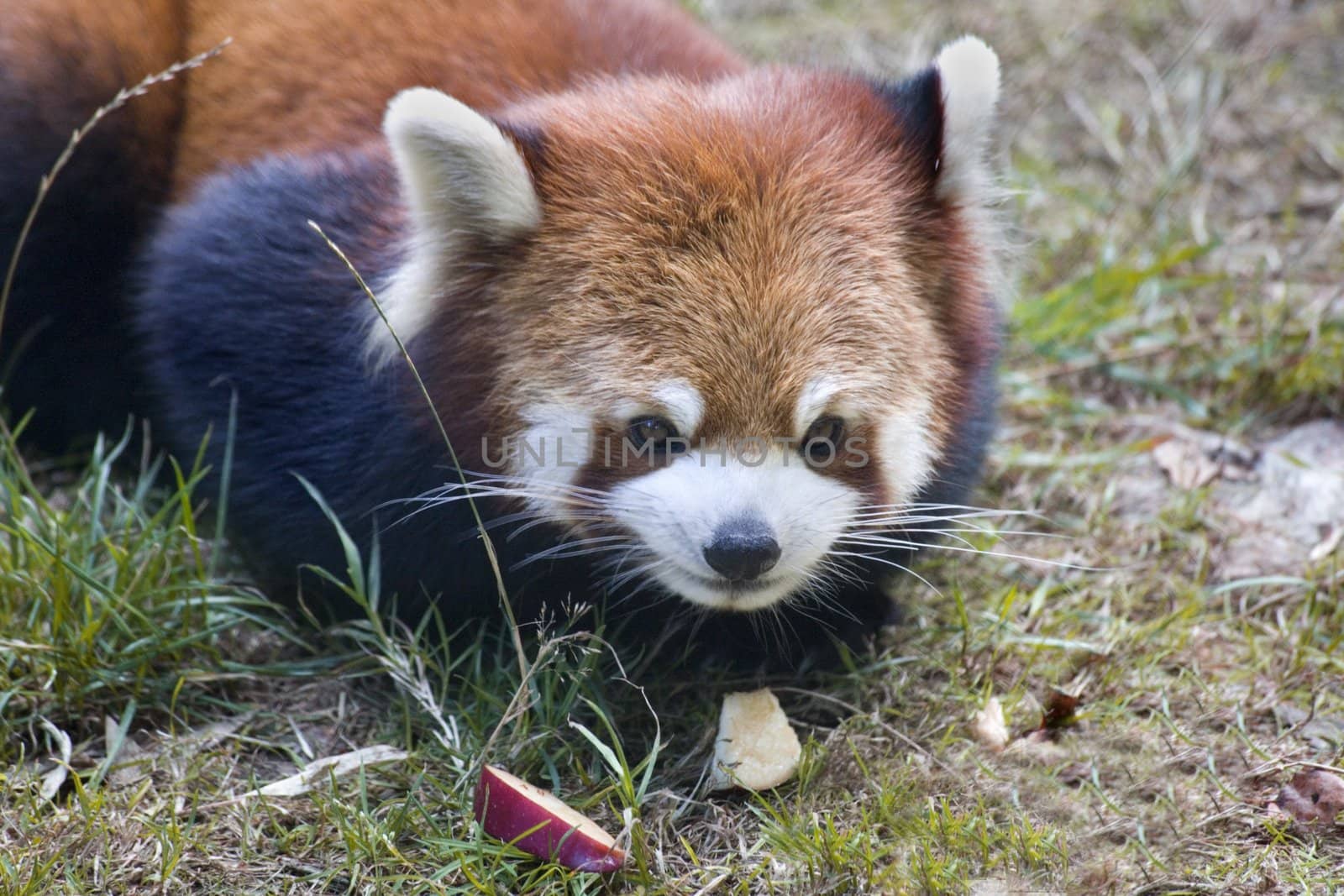 Red Panda Shining Cat Close Up by bill_perry
