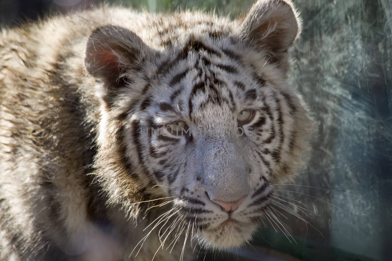 Royal White Bengal Tiger Cub Face Shot by bill_perry