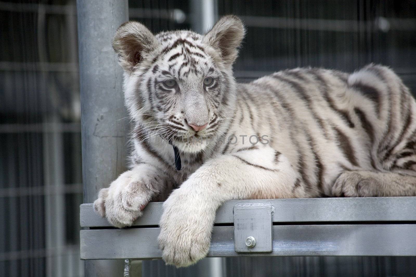 Royal White Bengal Tiger Cub by bill_perry