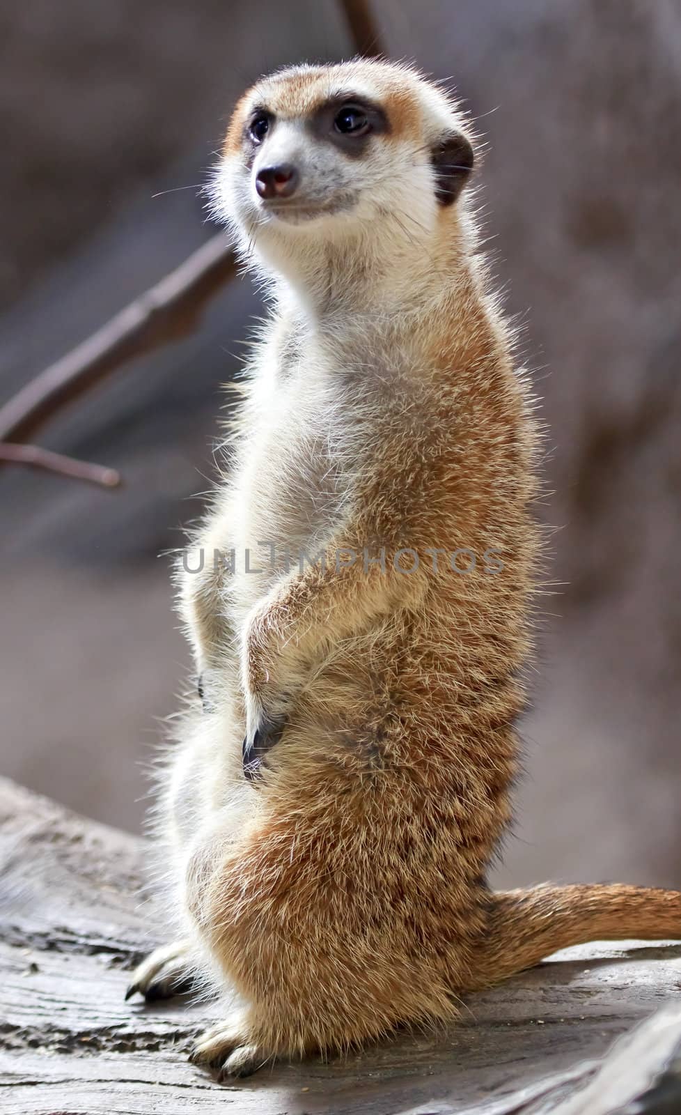 Meerkat Suricate Suricata Suricatta Standing Up by bill_perry