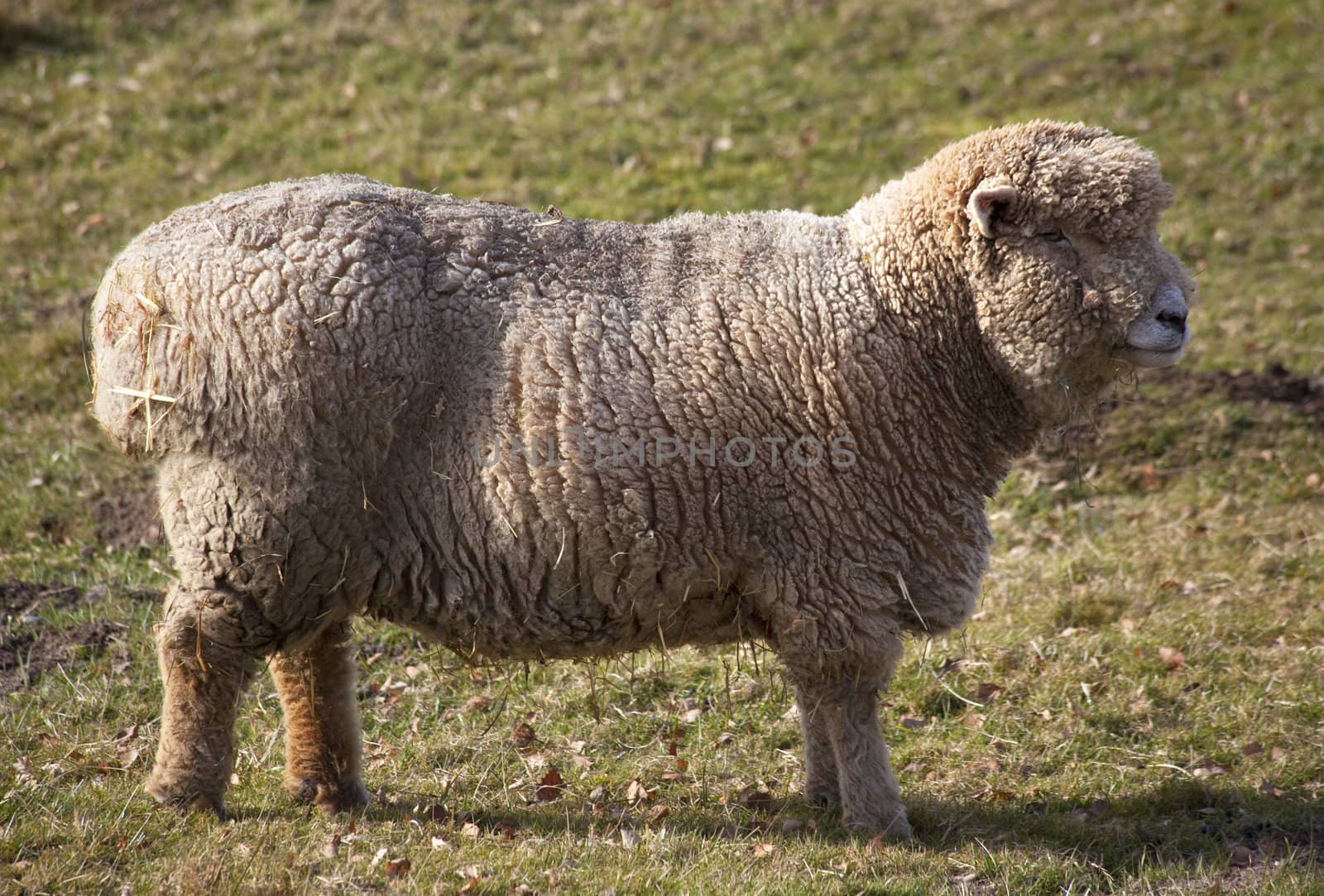 Wooly Sheep standing up 