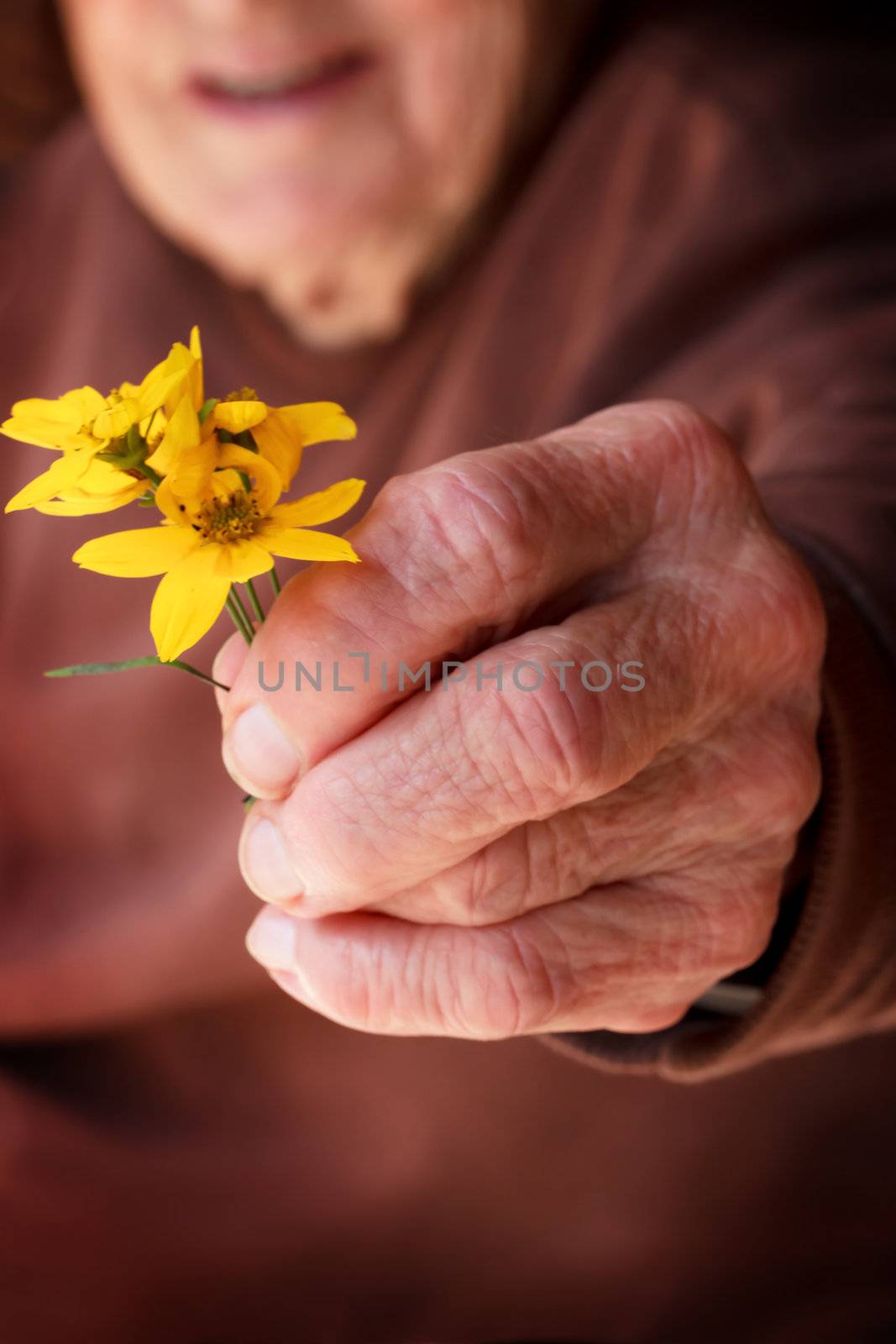Senior lady holding or offering a yellow flower