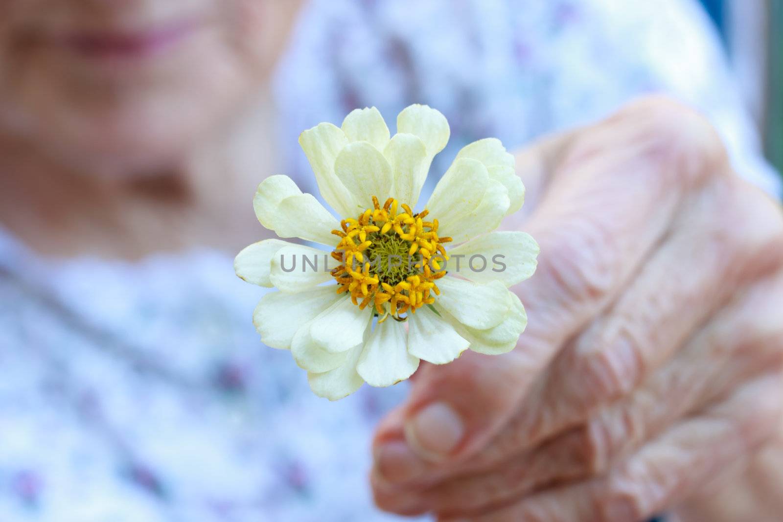 Senior lady holding white zinnia  by melpomene