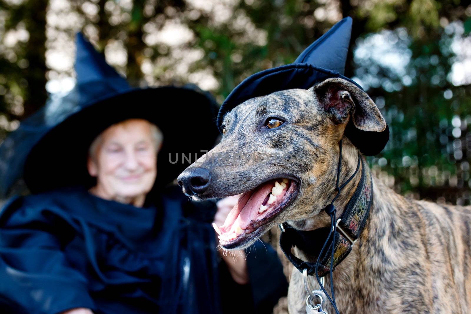 Greyhound dog and senior lady in witch costume