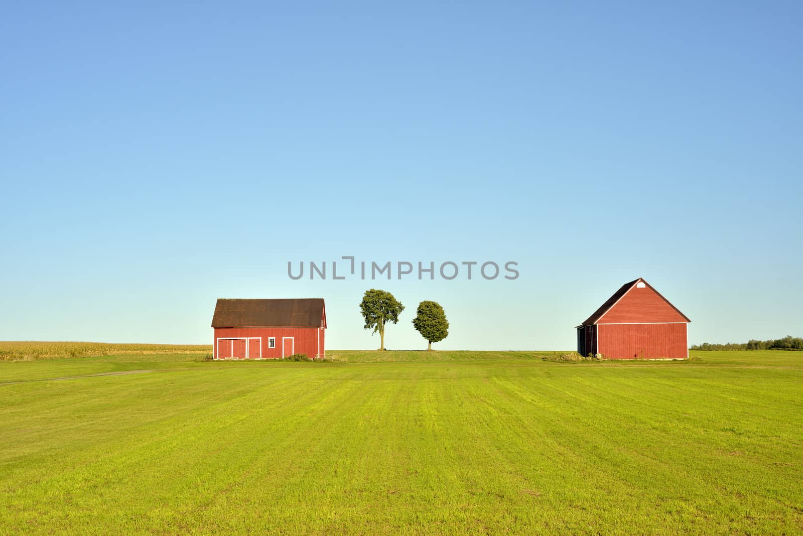 Two red barns and trees in a field on a sunny day