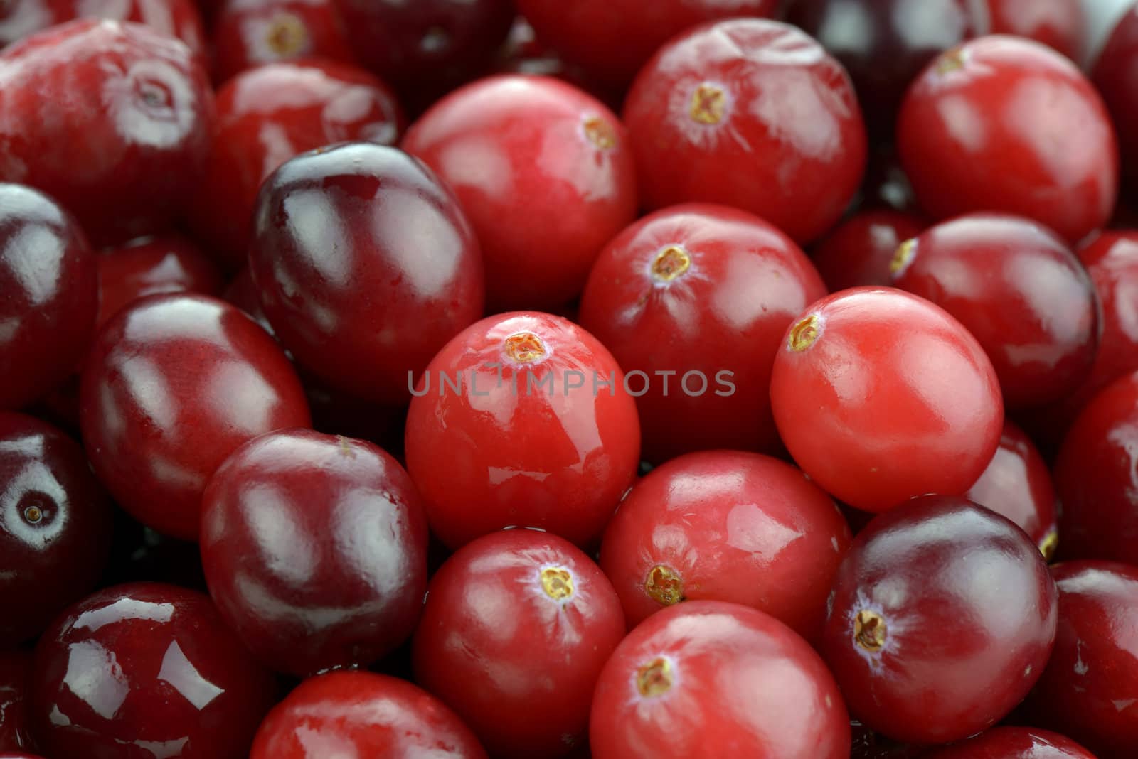 Close-up of fresh cranberries