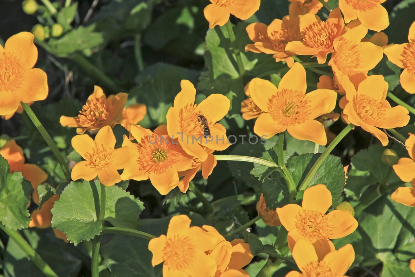 Closeup of orange-colored flowers with a bee