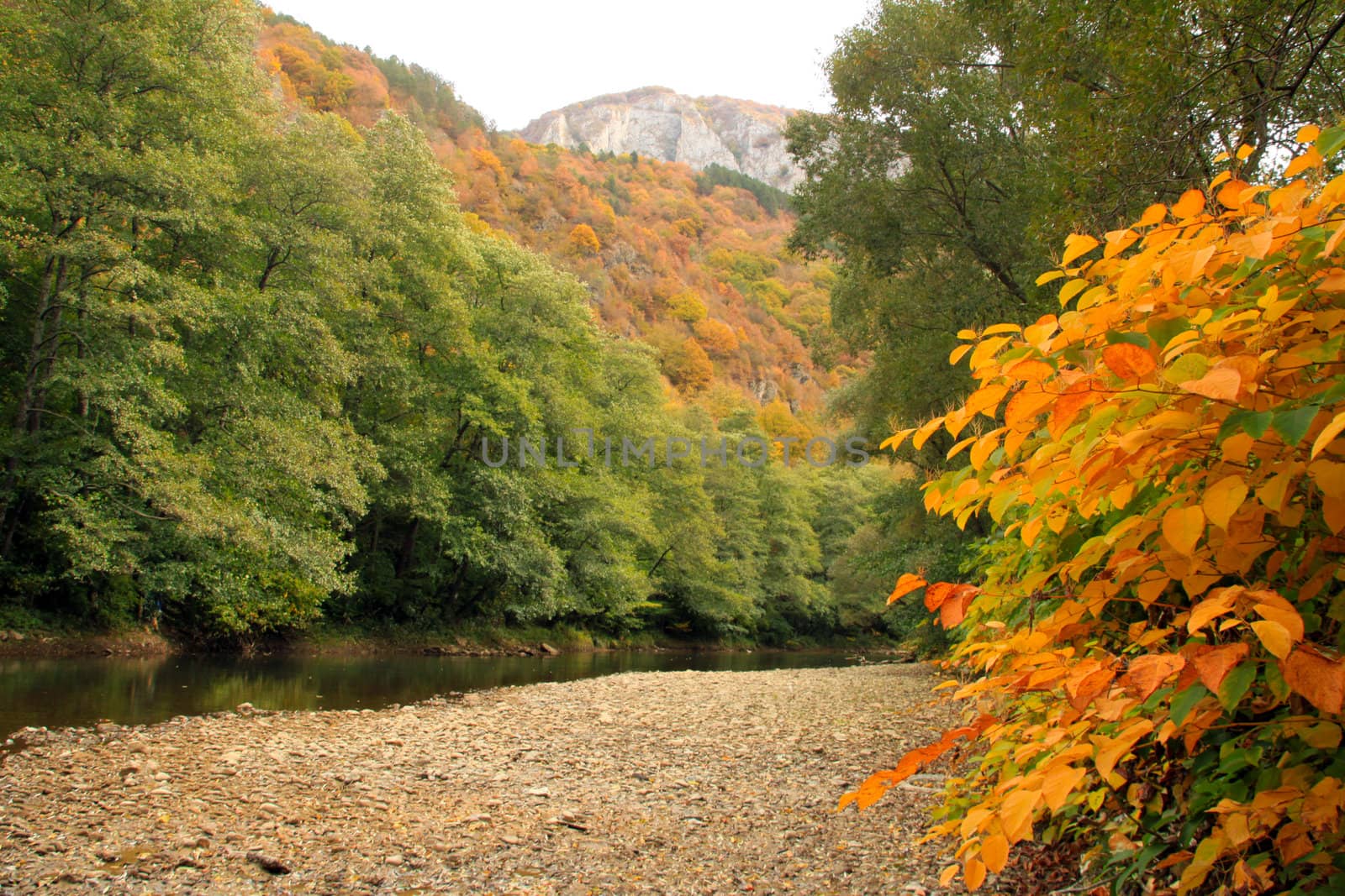 Autumn wood with river and a mountain in the background