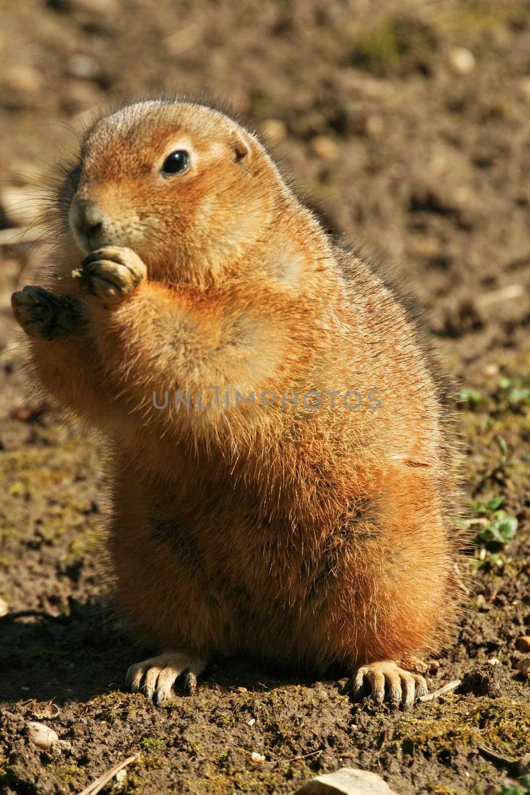 A ground squirrel standing and eating his food