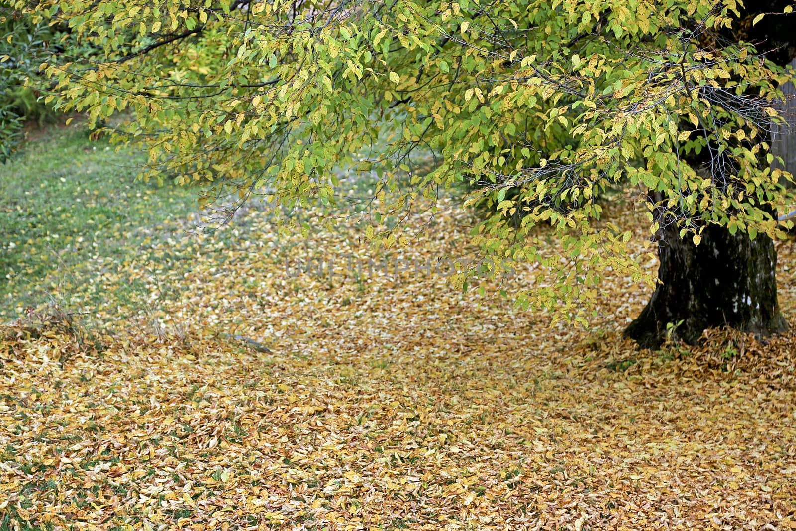 A big autumn tree with fallen leaves
