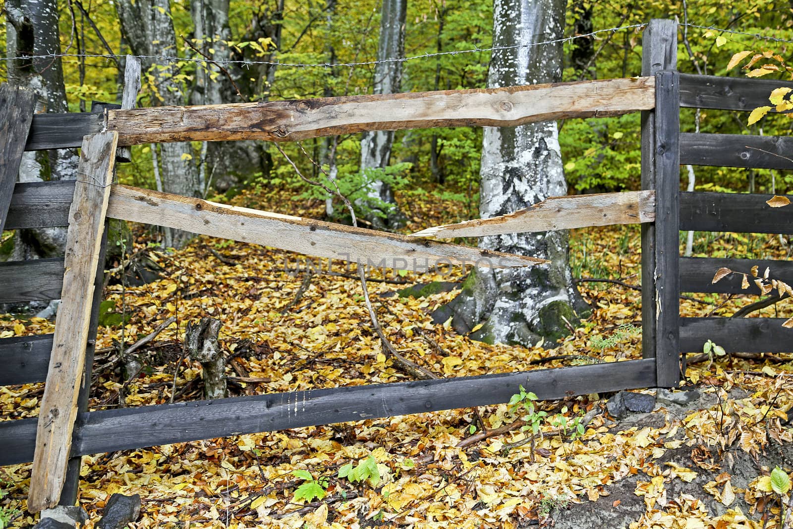 Closeup of a fence next to an autumn forest