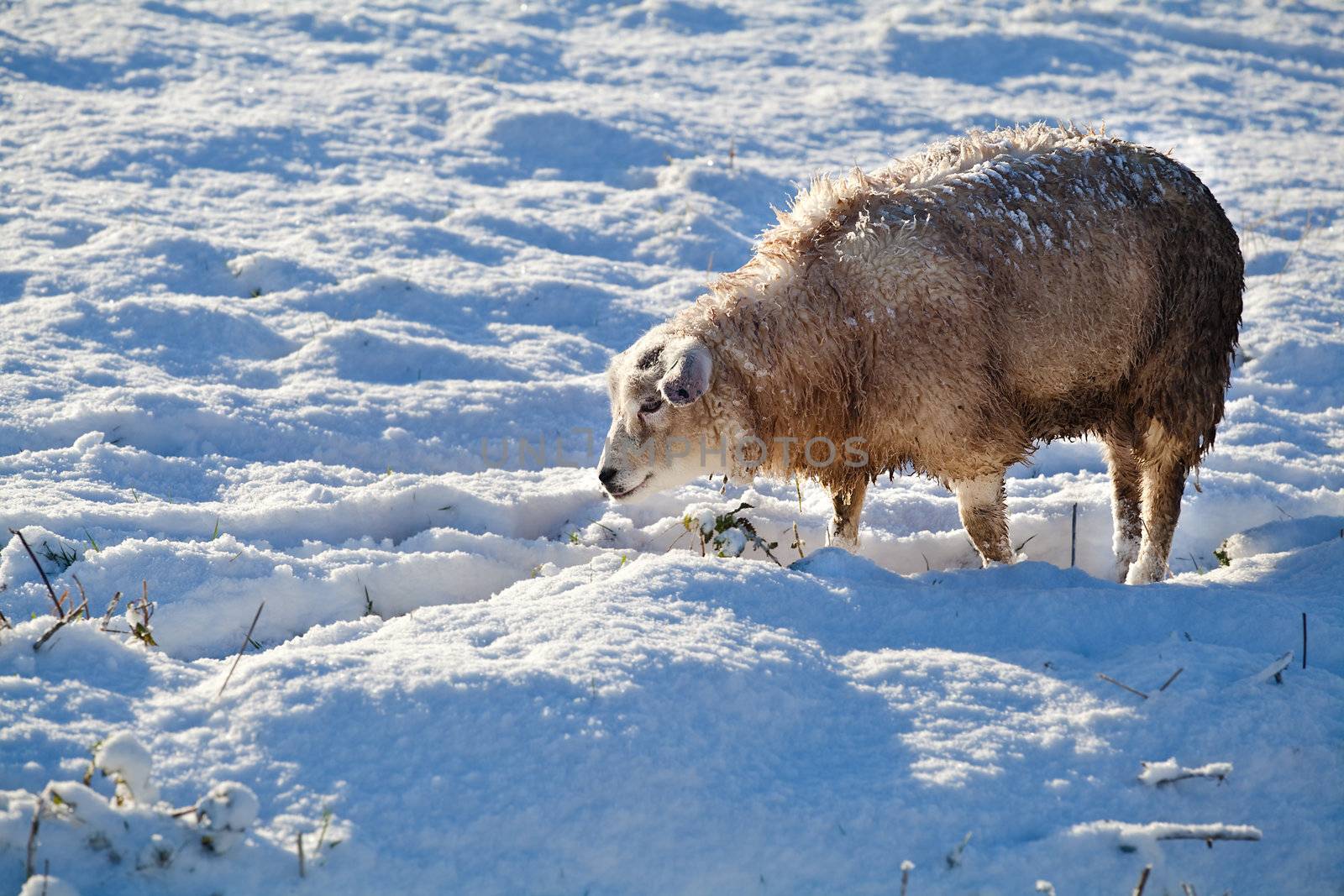 Dutch cute sheep outdoors on winter snowy pasture