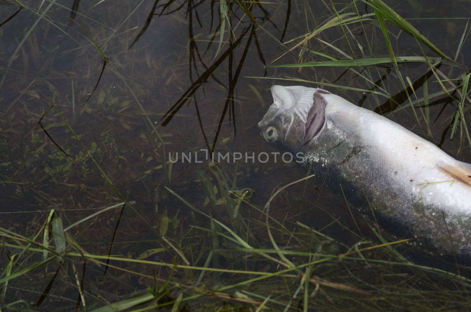 Toxic dead fish in polluted water by alistaircotton