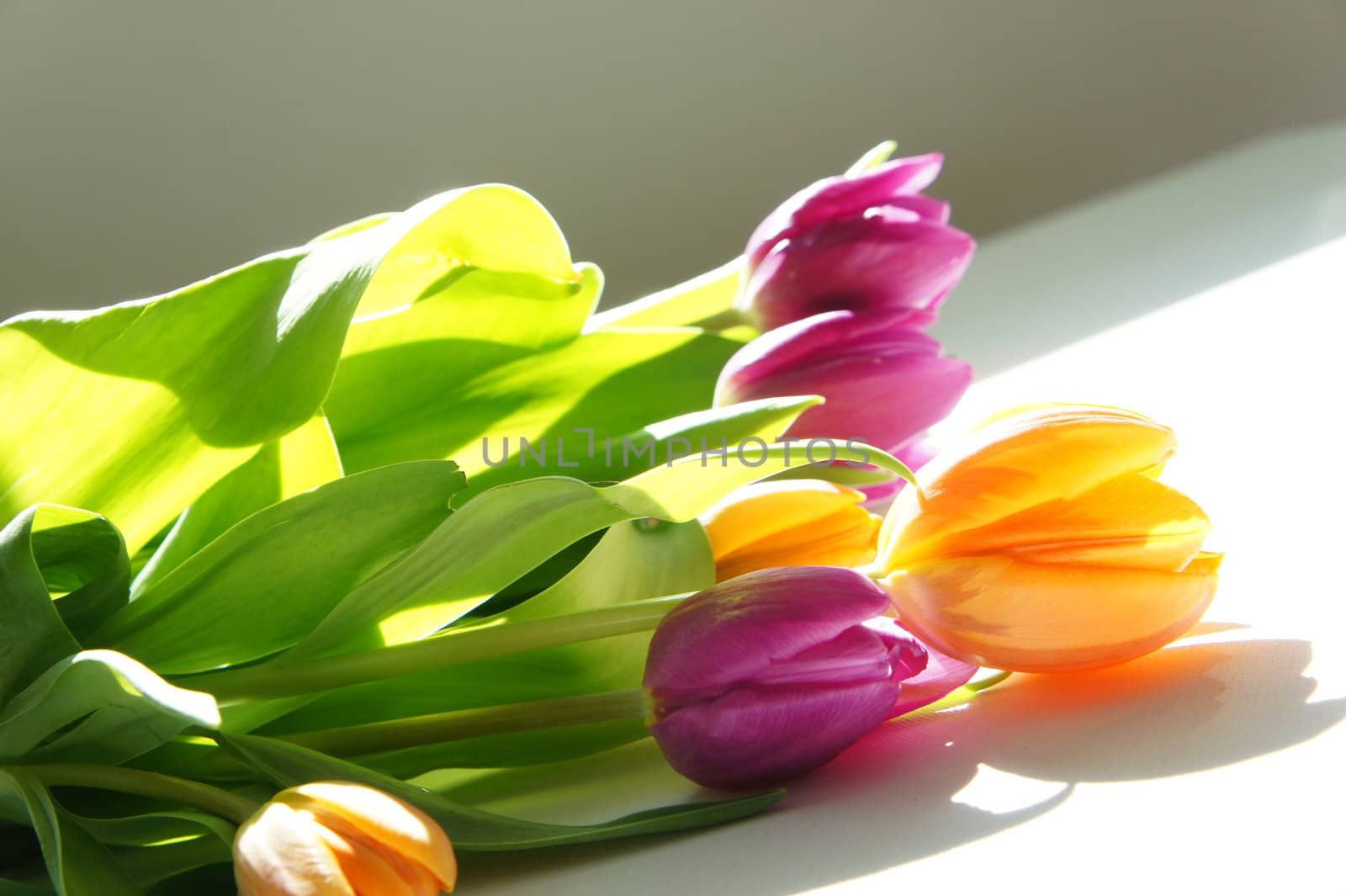 Beautiful bouquet  of vivid multicolored tulips   