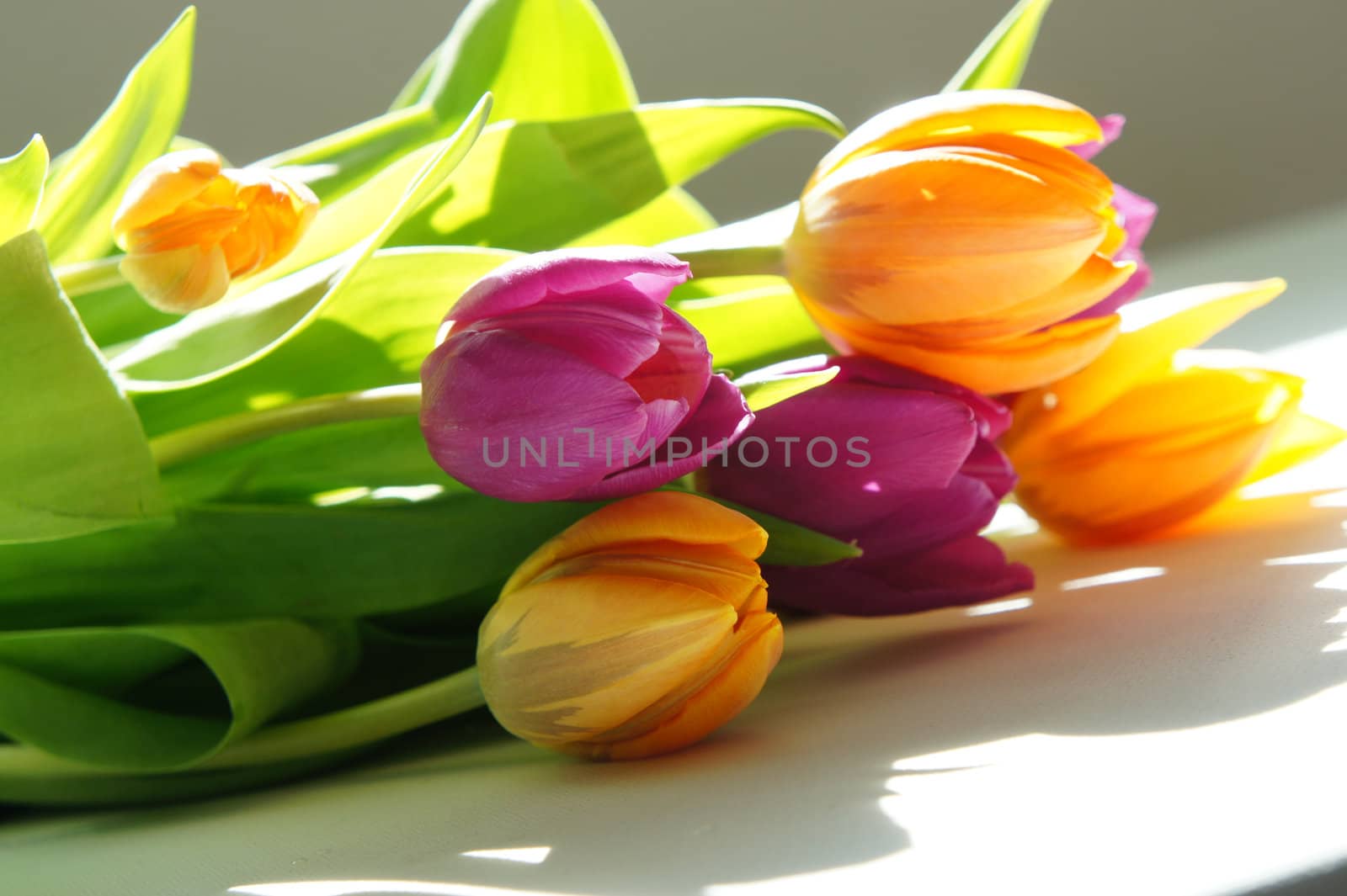 Beautiful mix of vivid multicolored tulips 
    