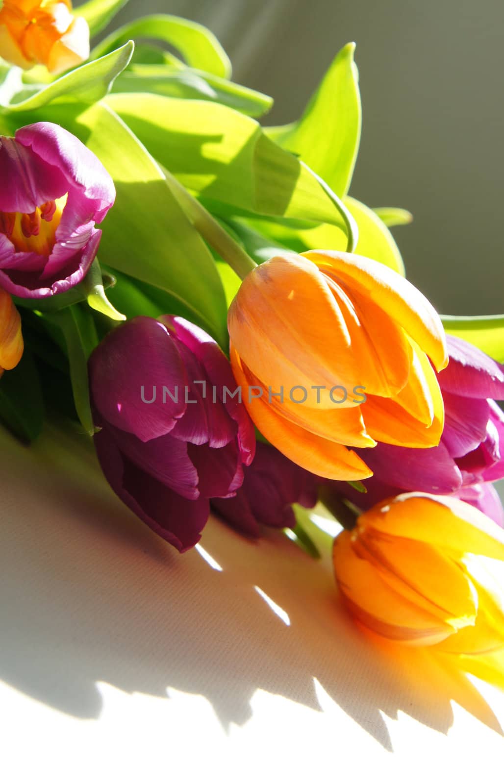 Beautiful mix of vivid multicolored tulips                       