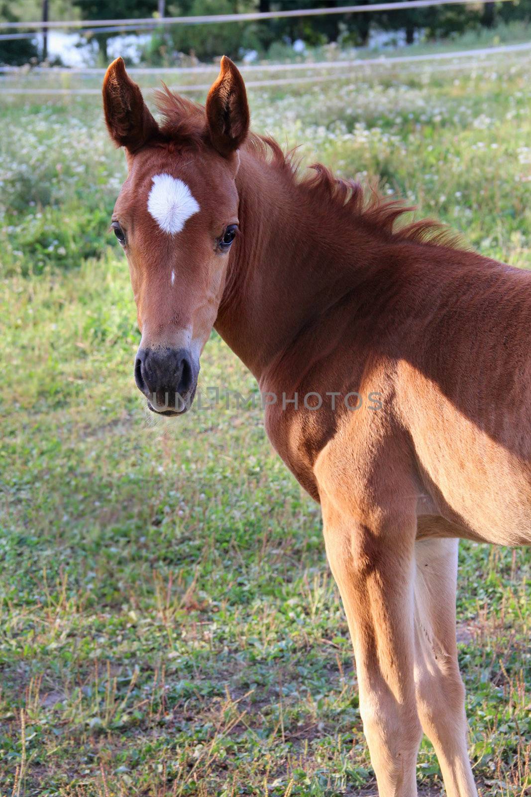 Young small funny horse