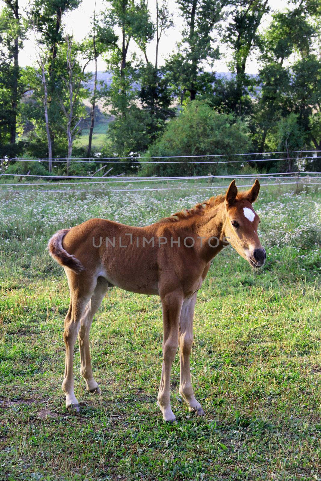 Small funny foal waiting for its mom