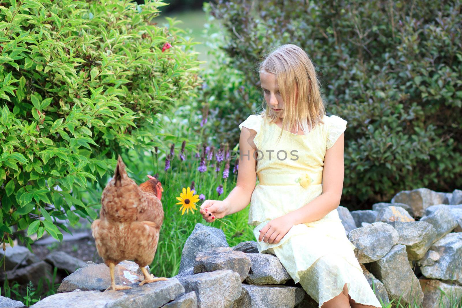 Young Blonde Girl in the Garden Holding a Flower with Chickens in a Yellow Dress