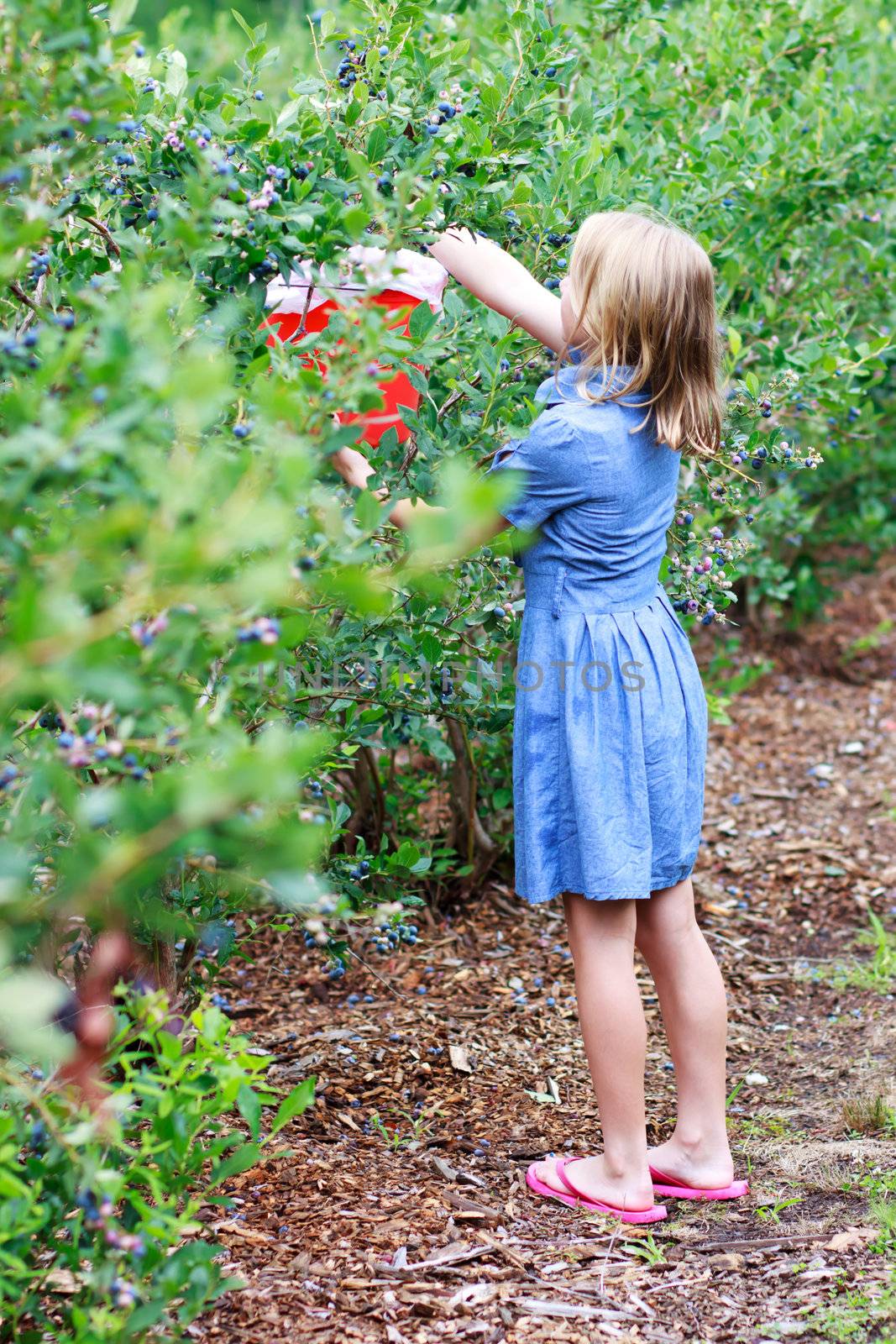 Blonde Girl Picking Blueberries by melpomene